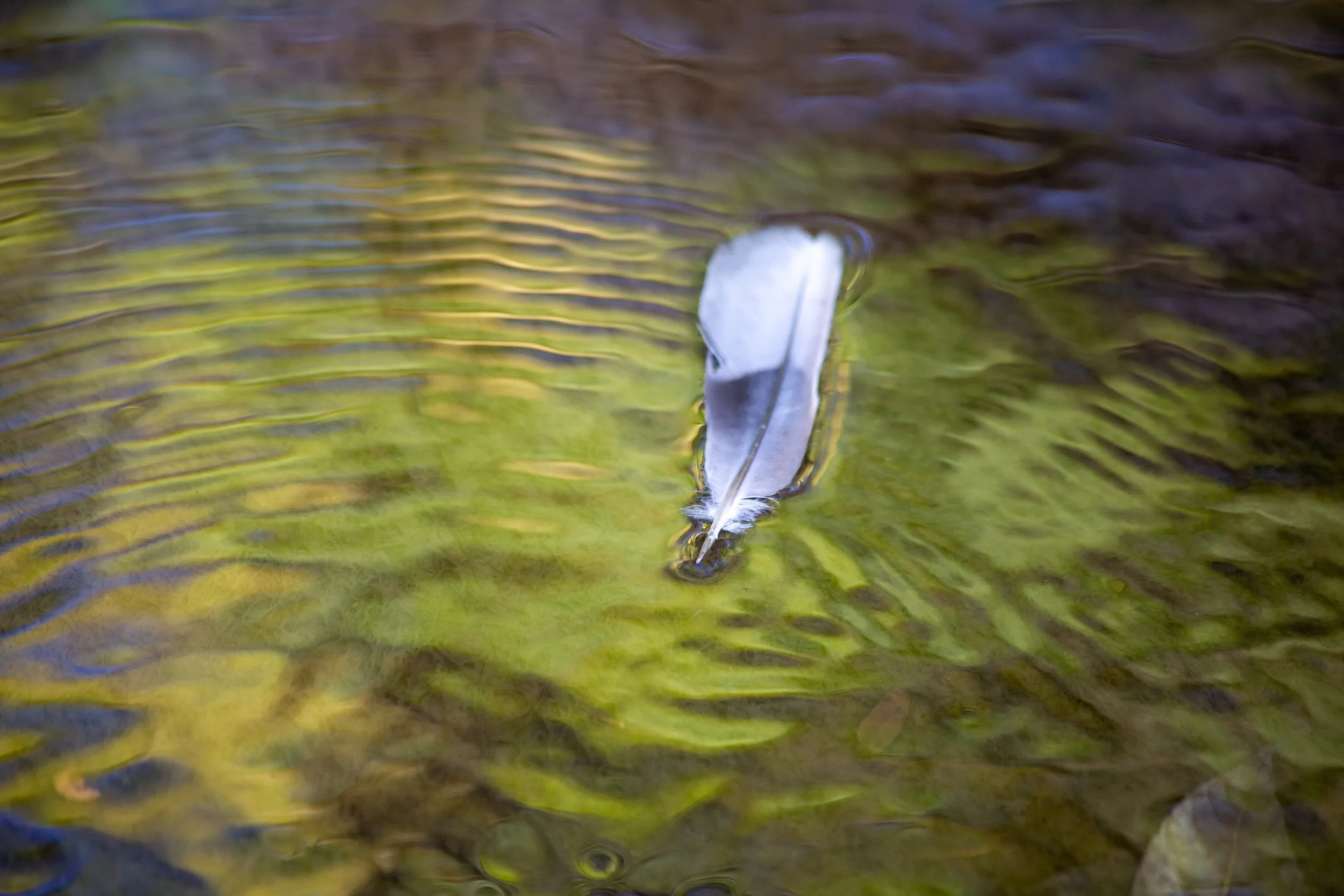 featherwater (1 of 1).jpg