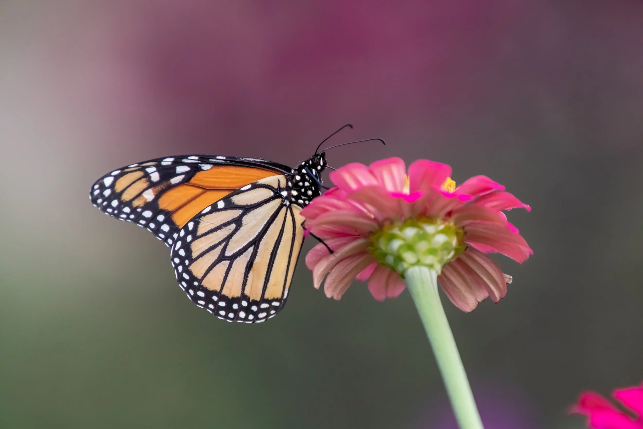 but5aug18 (1 of 1).jpg