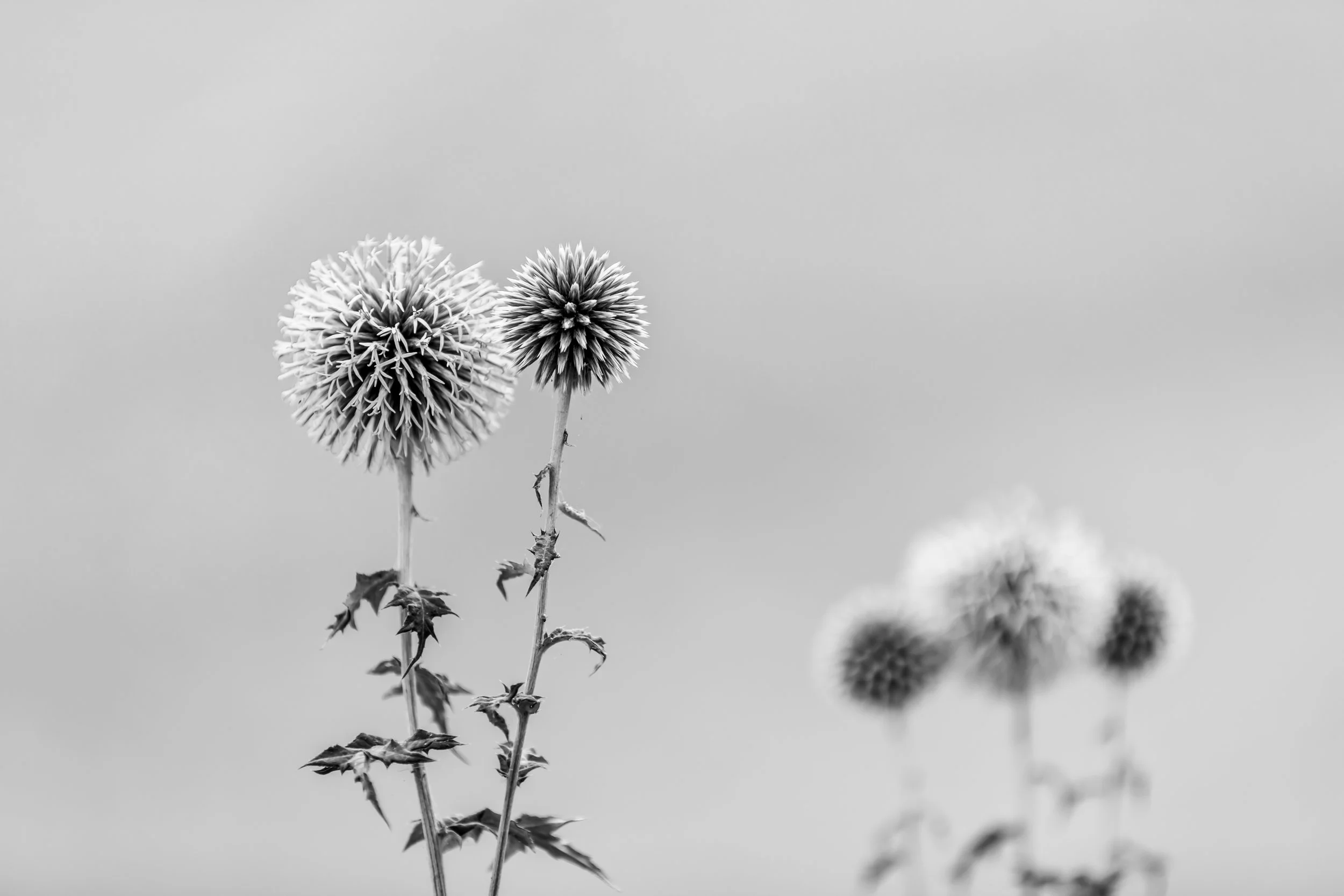 blackwhiteflower (1 of 1).jpg
