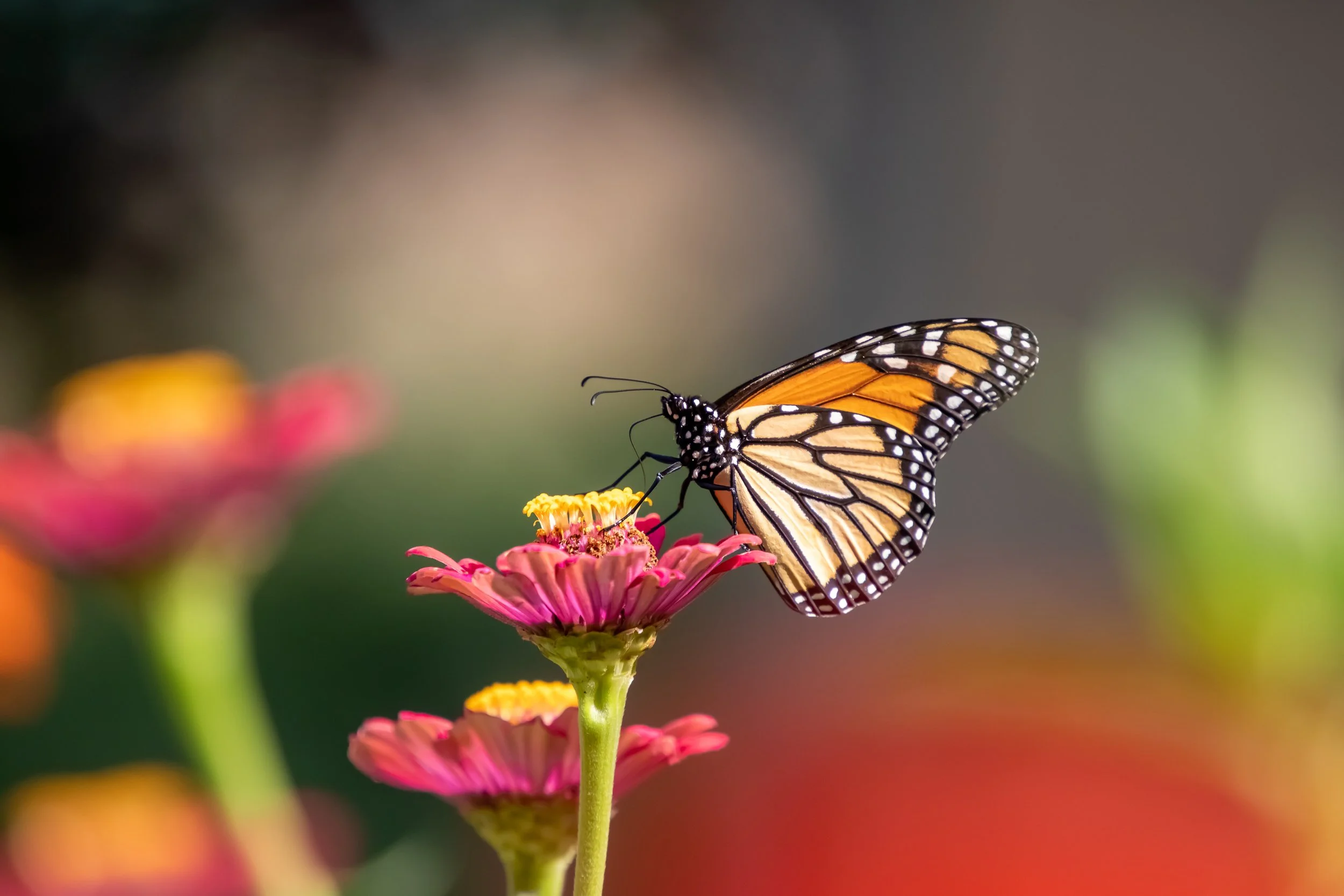 but6aug18 (1 of 1).jpg