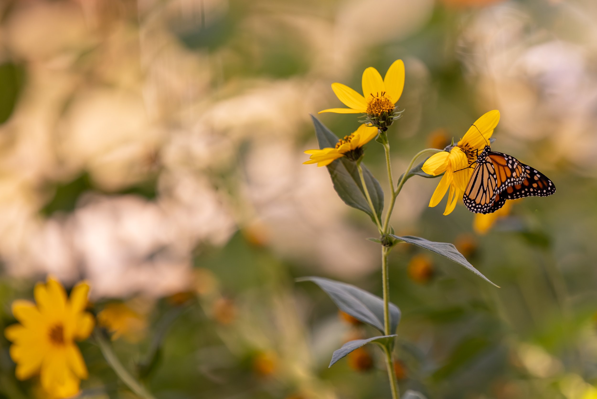 monarch (1 of 1).jpg