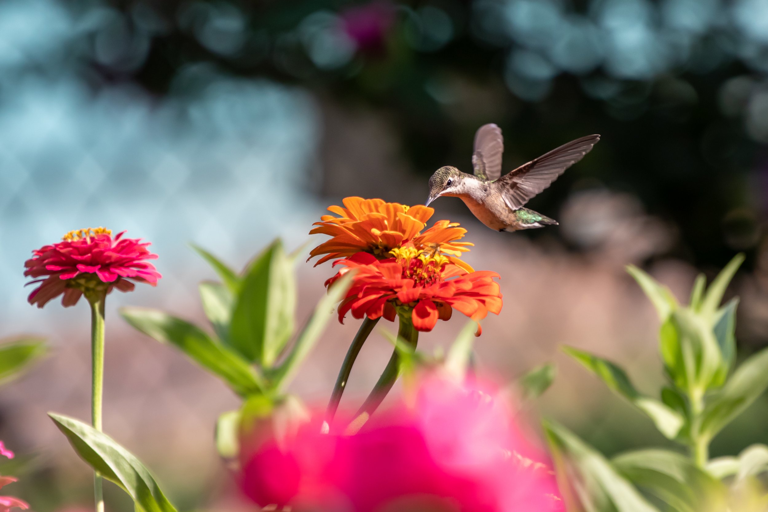 hum2aug18 (1 of 1).jpg