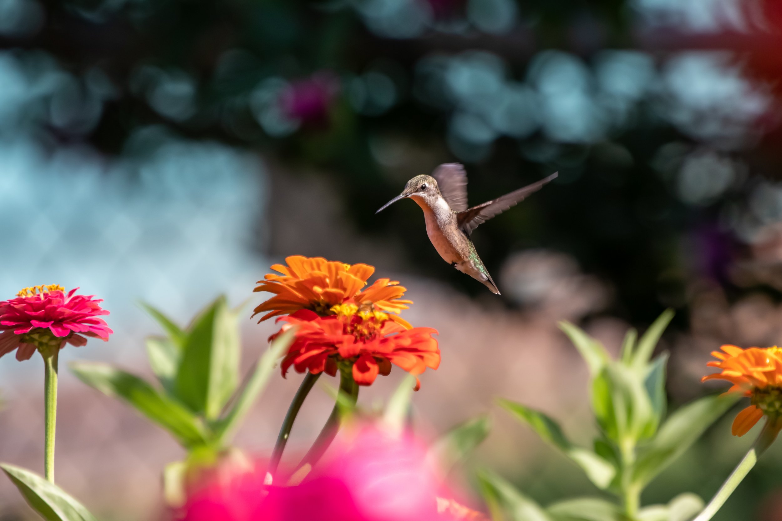 hum1aug18 (1 of 1).jpg