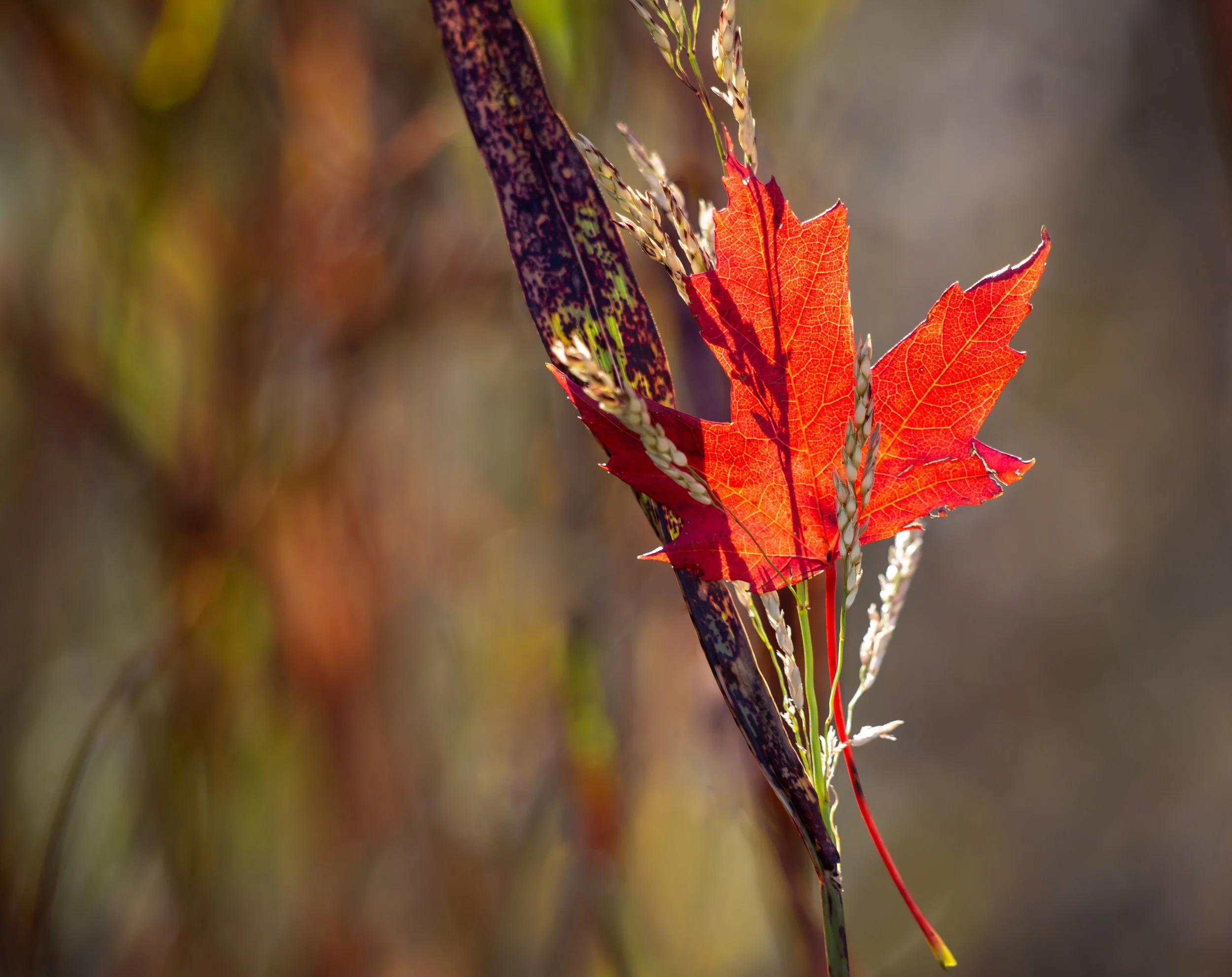 redmaple (1 of 1).jpg