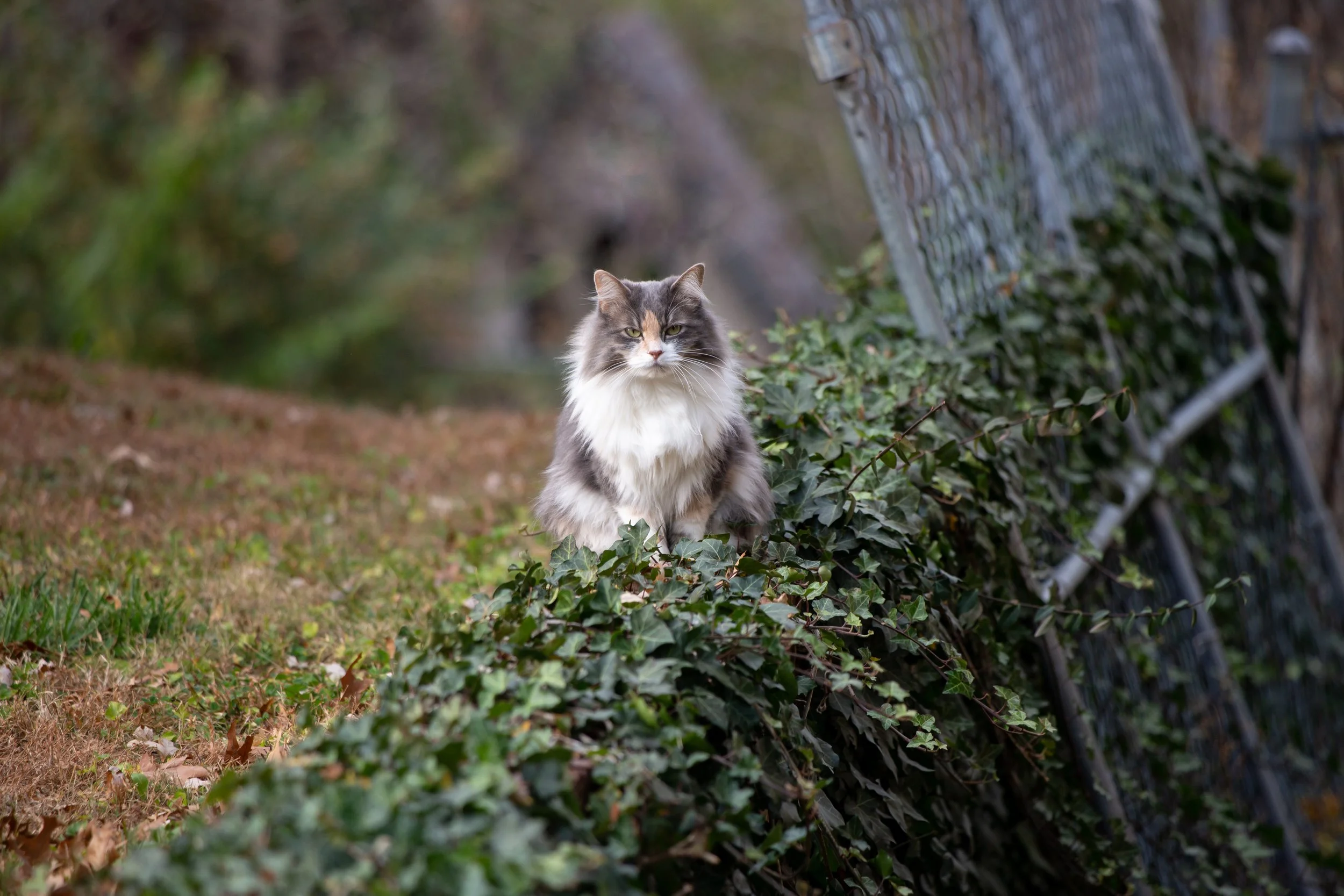 evileyekitty (1 of 1).jpg