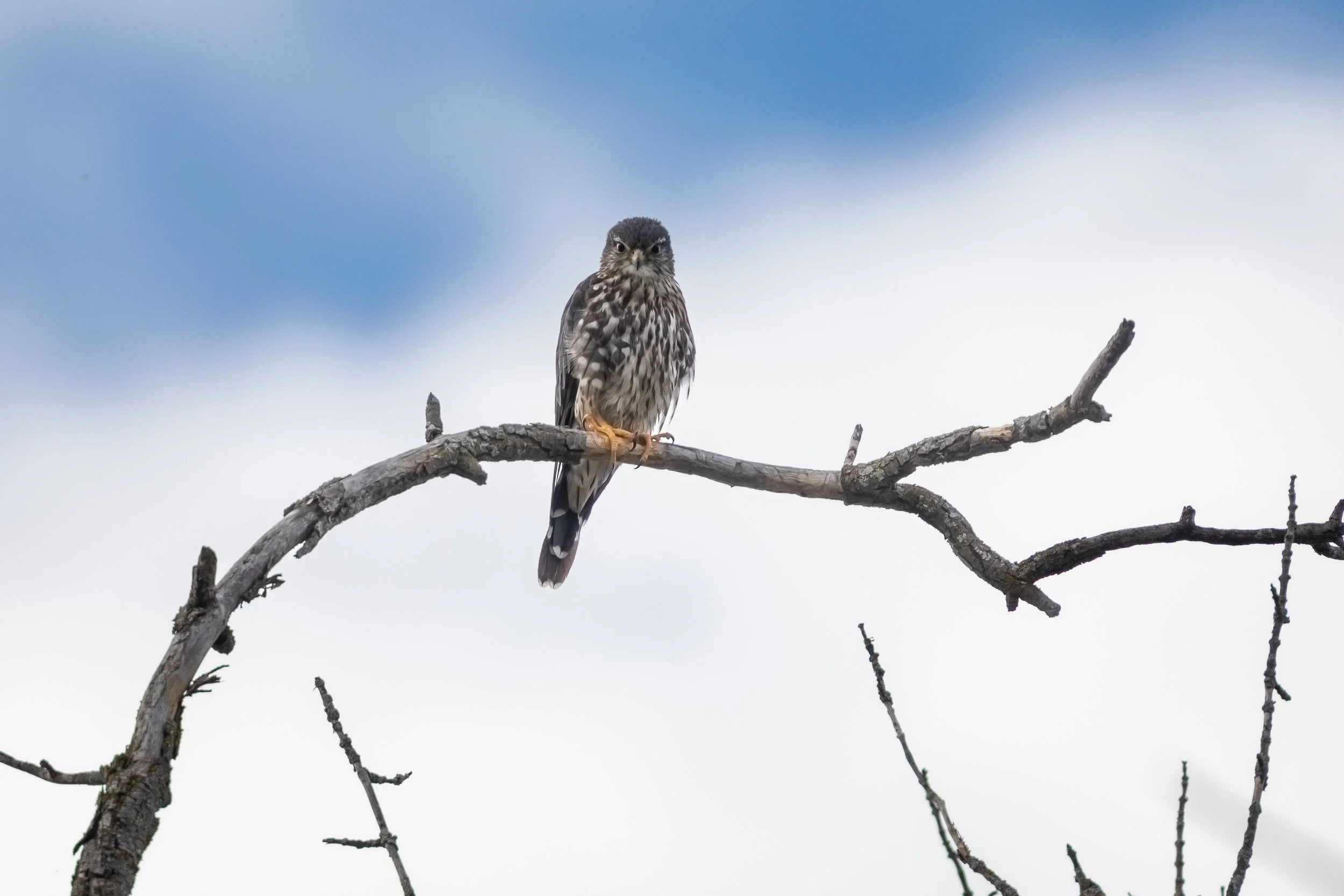 merlinSept2022 (1 of 1).jpg