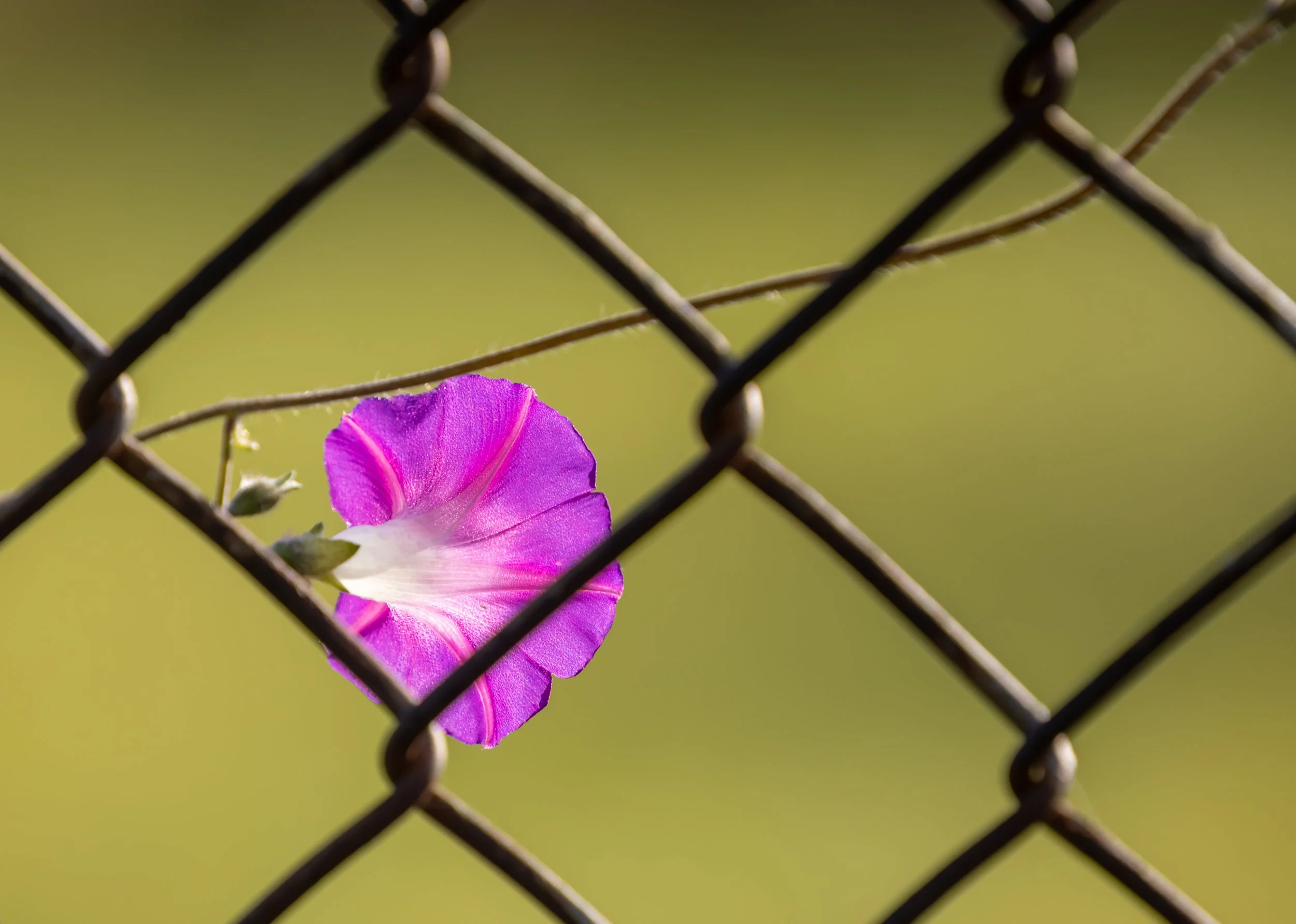 glorymorning (1 of 1).jpg