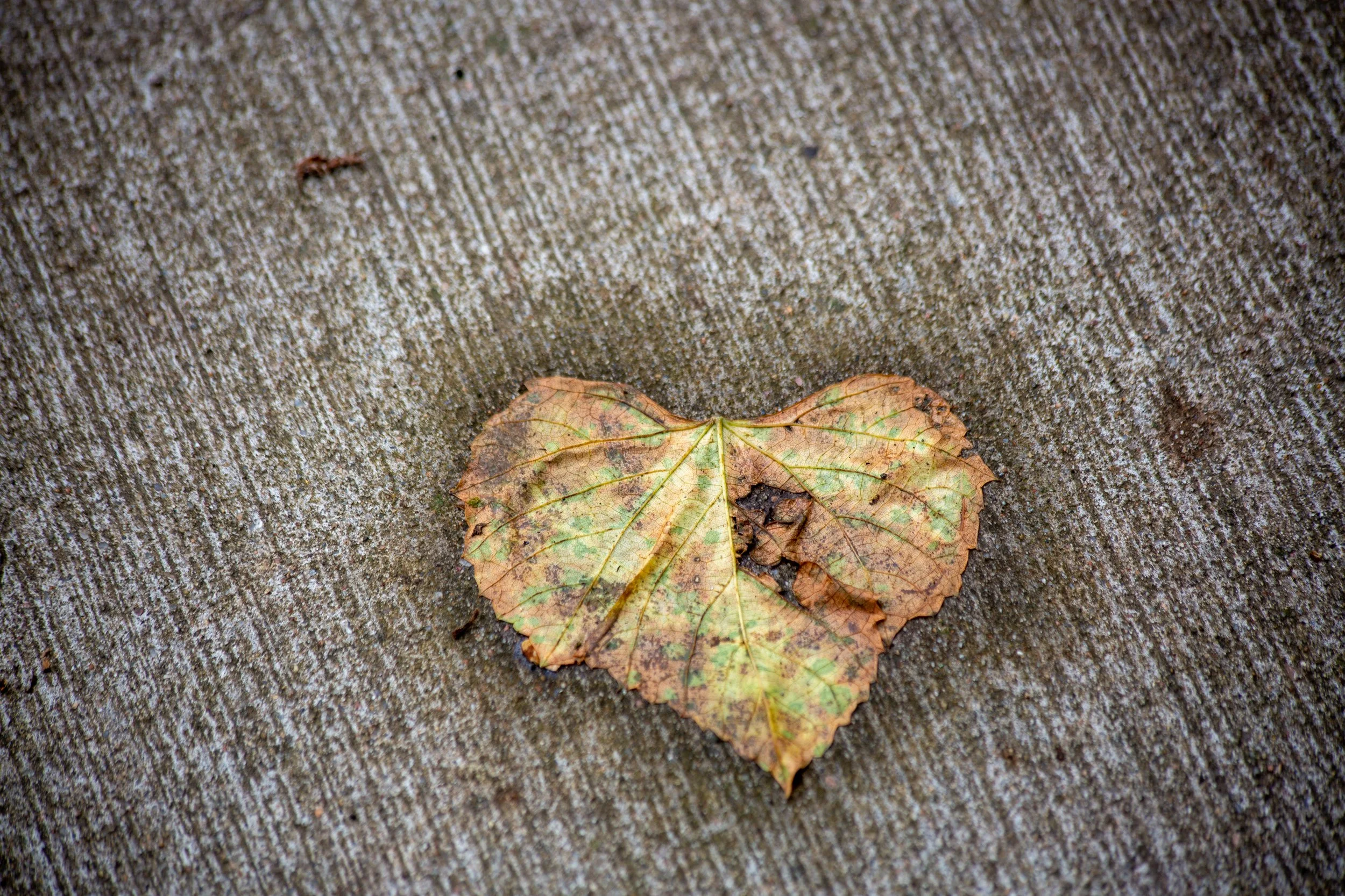 heartleaf (1 of 1).jpg