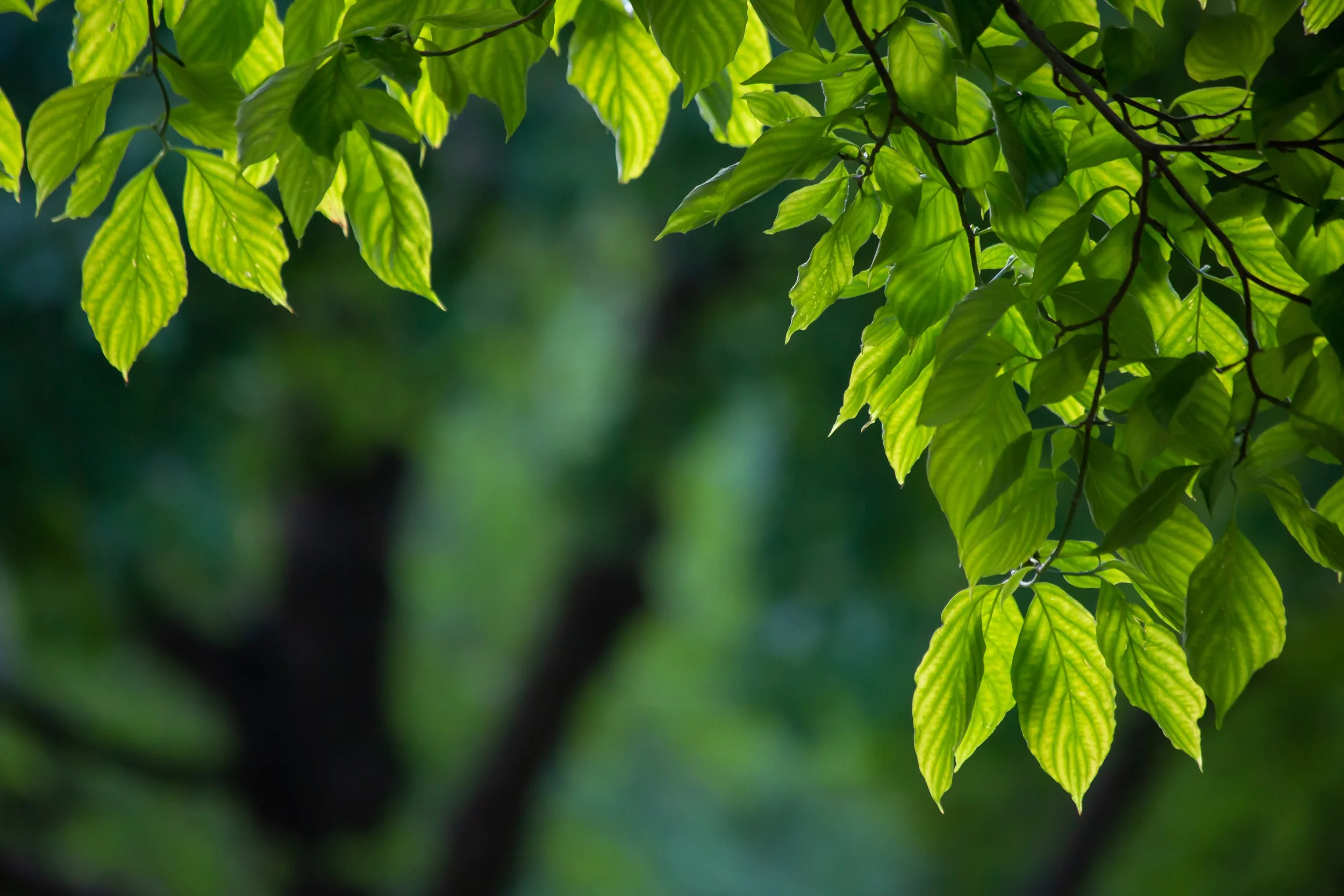 sunlightleaf (1 of 1).jpg