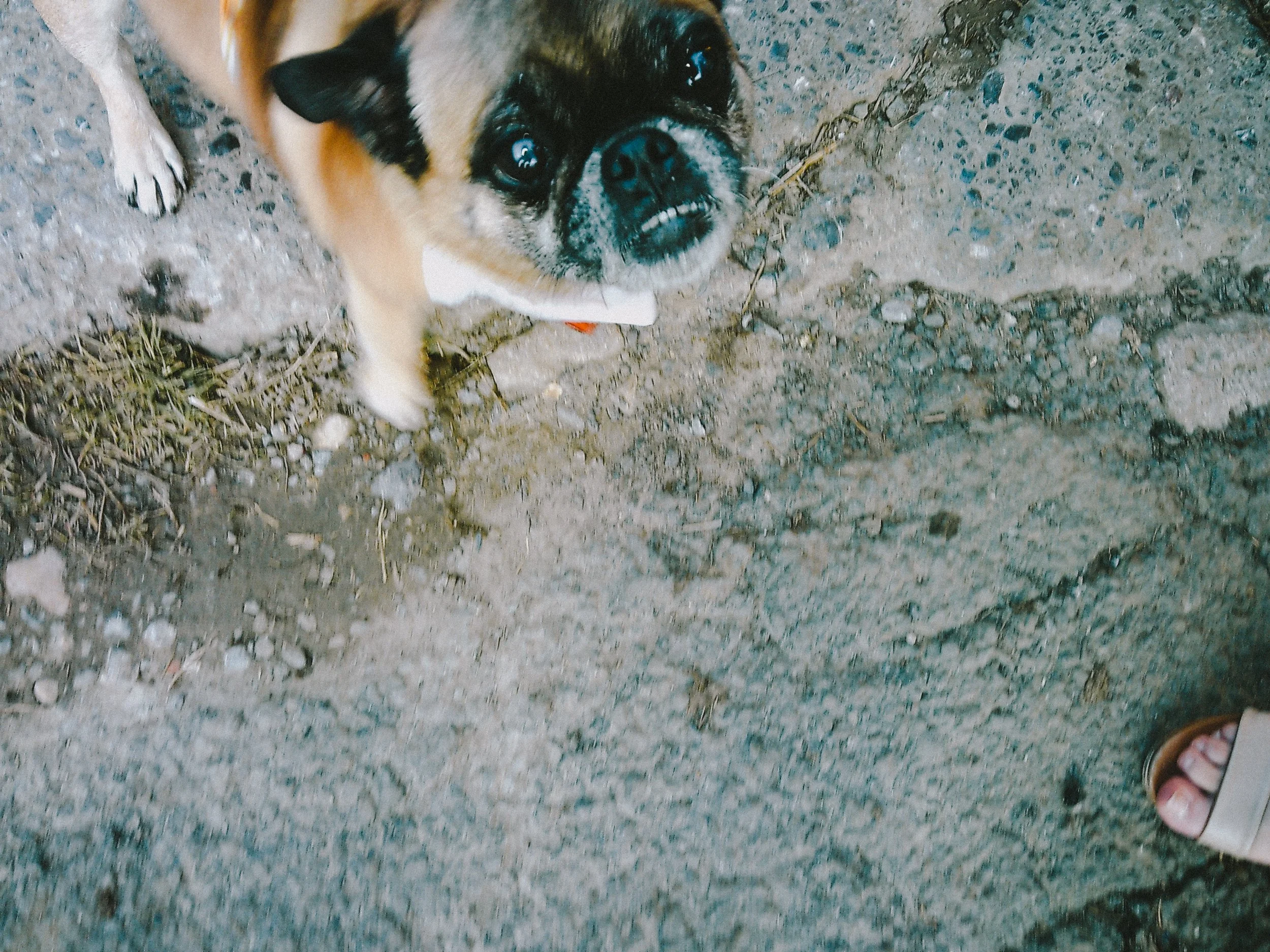 A small brown and white dog looking up at the camera, standing on a dirt and gravel surface with a person's foot visible in the lower right corner.