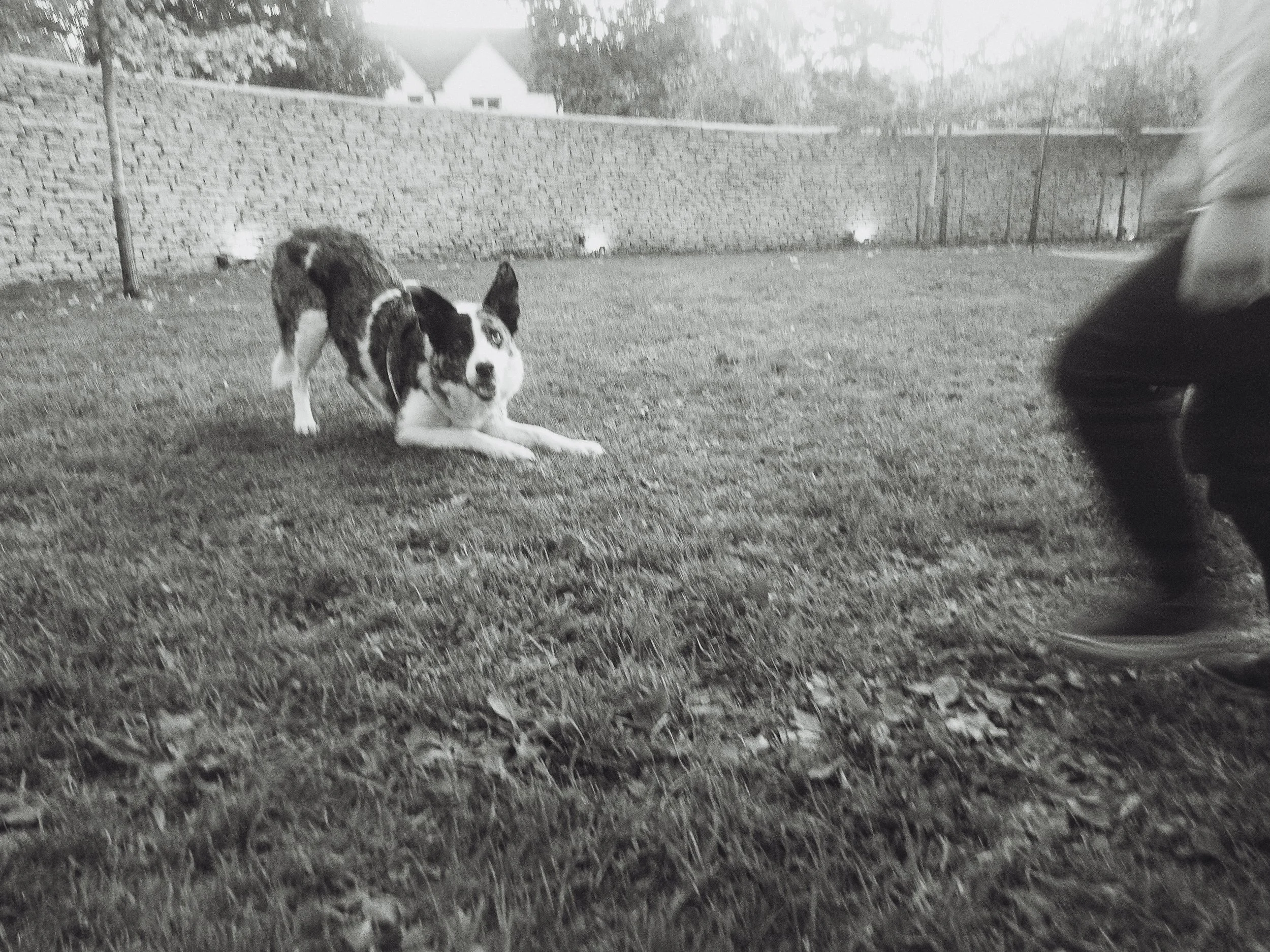 A playful dog, possibly a Border Collie mix, lying on the grass in a park or yard during the evening. A person's leg and shoe are visible on the right side of the image, and a stone wall and houses are in the background. The photo is in black and whi