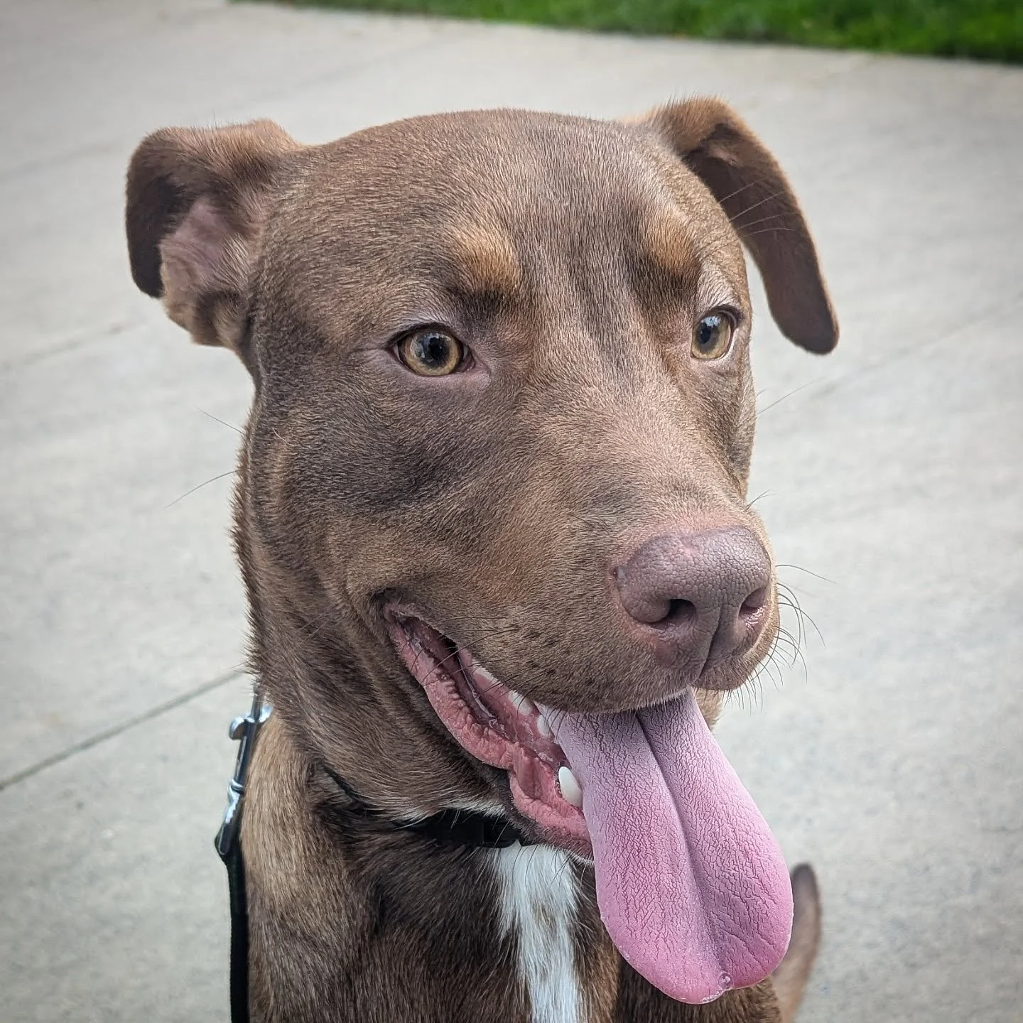 Walter did super on his leash walking and recall session today!