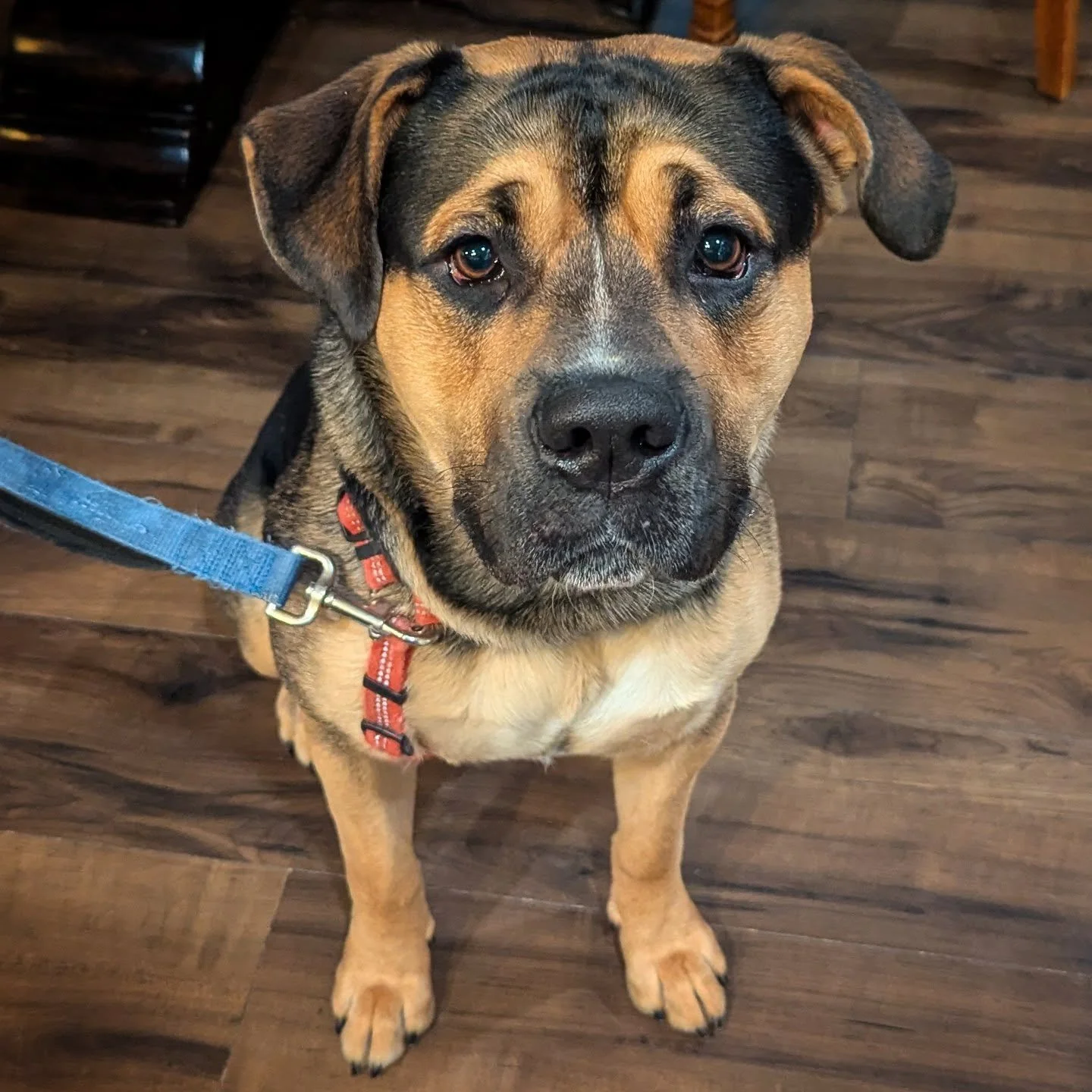 Impulse control with goof ball Rocky