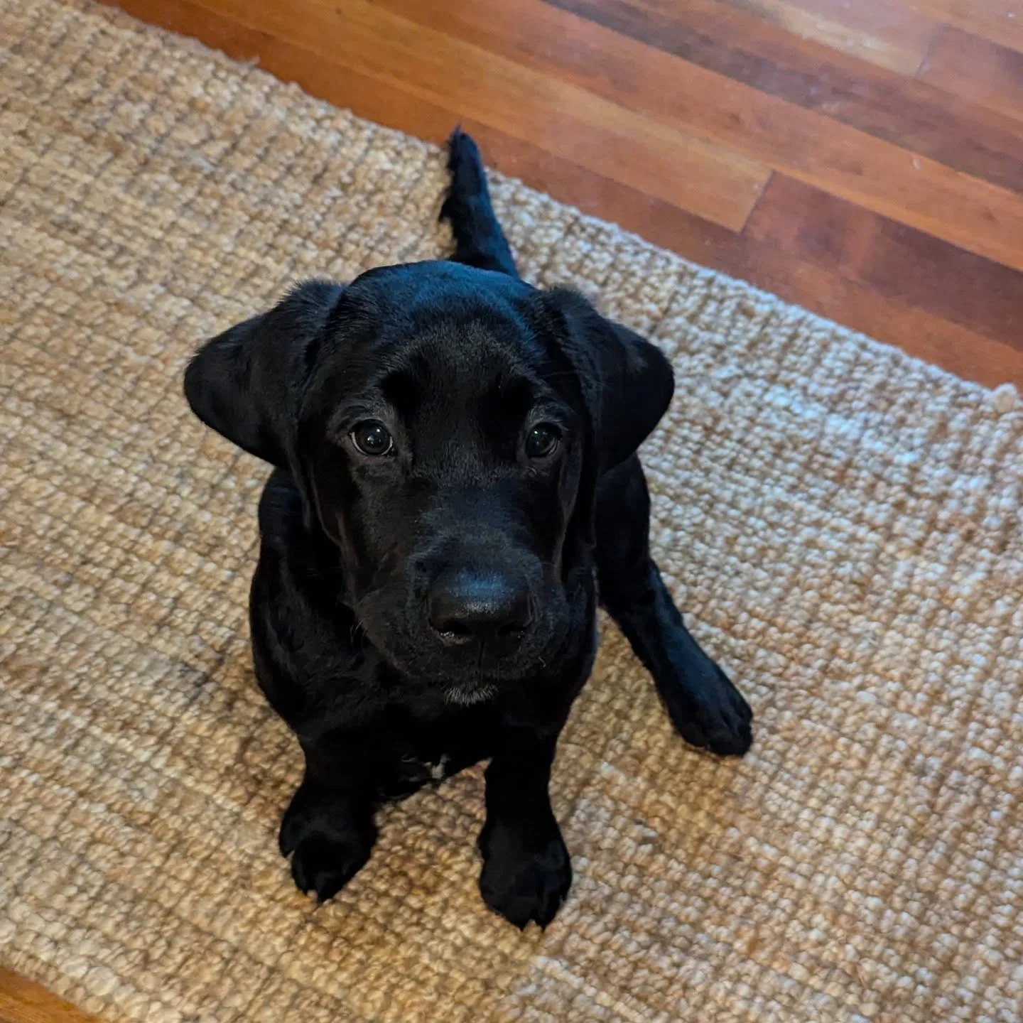 Super labby pup Winston!