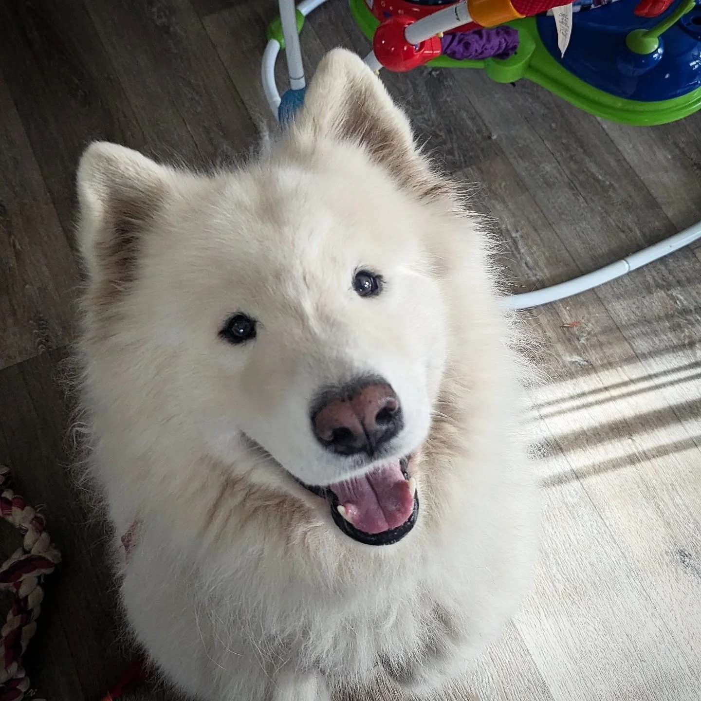 Big silly fluuf Rico!