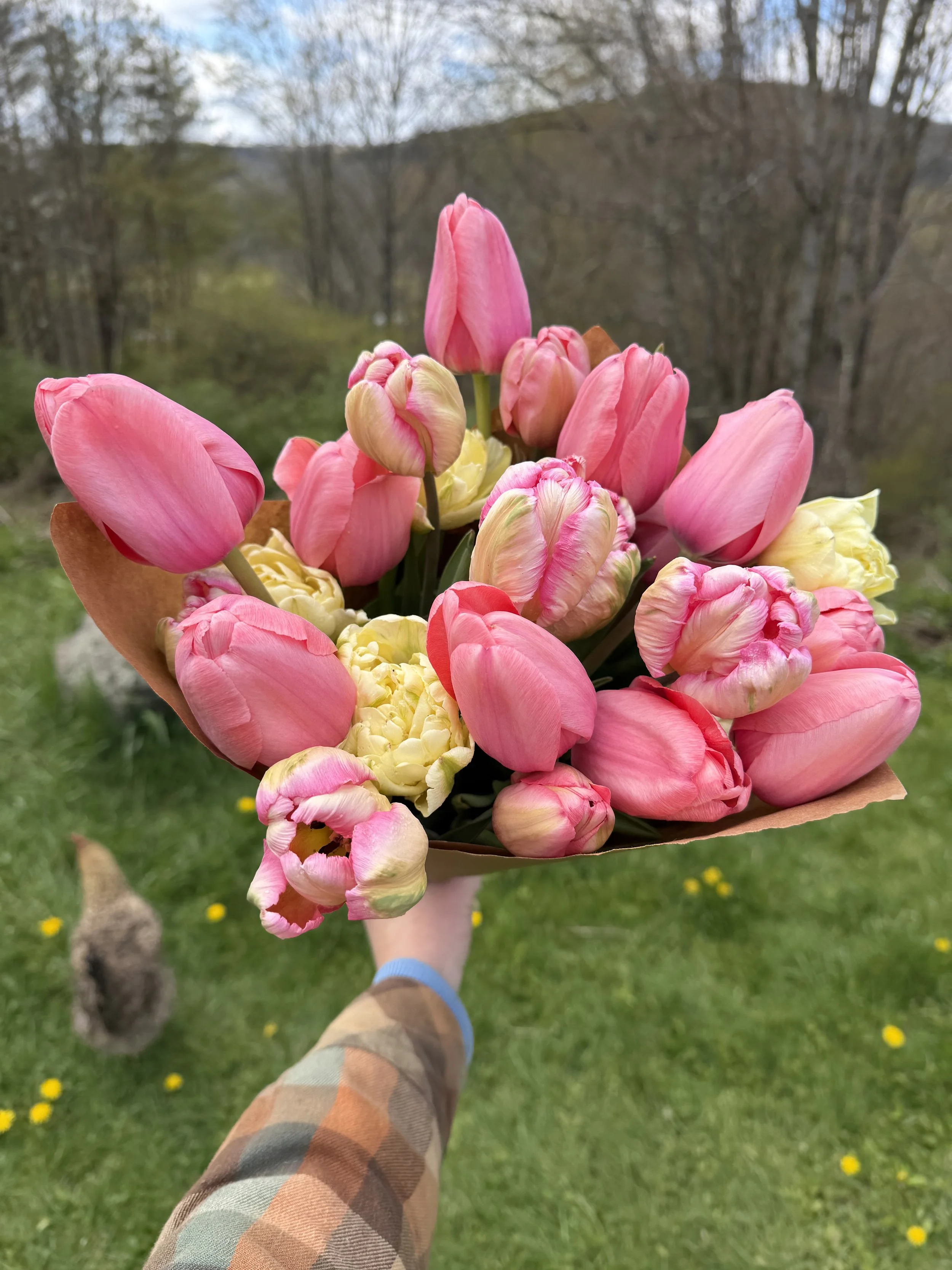 2027 Spring Tulip Subscription
