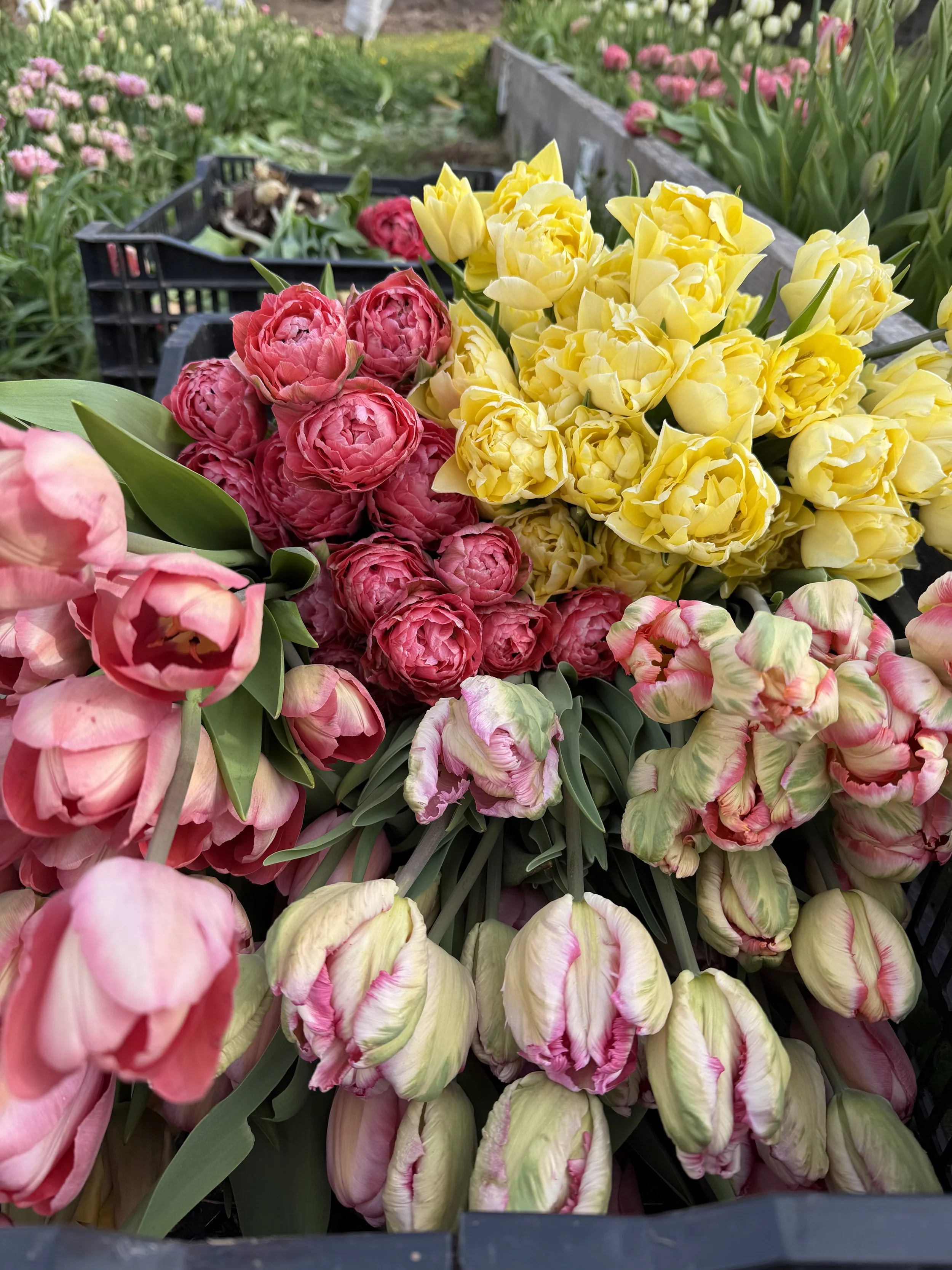 IMG_6595.jpeg