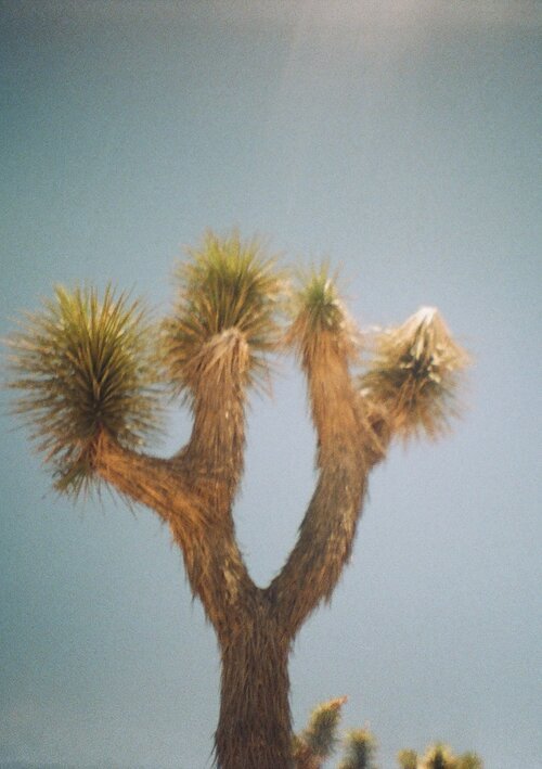 DD-Joshua-Tree-5.jpeg