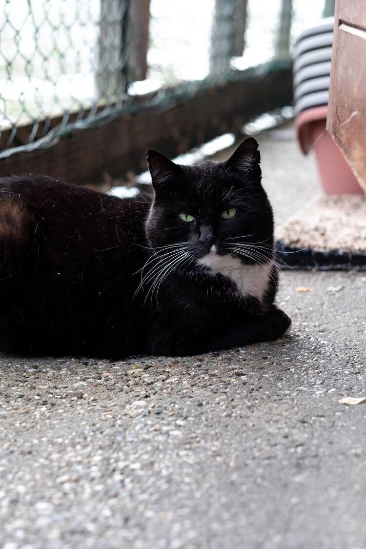 amsterdam-cat-boat-black-cat.jpeg