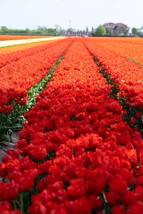 lisse-holland-orange-tulips.jpeg