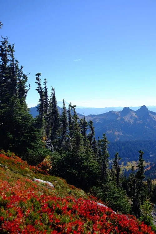 DD-mt-rainer-skyline-trail-3.jpeg