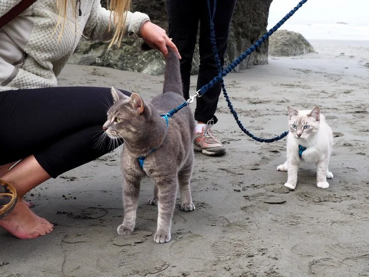 DD-cats-ruby-beach.jpeg