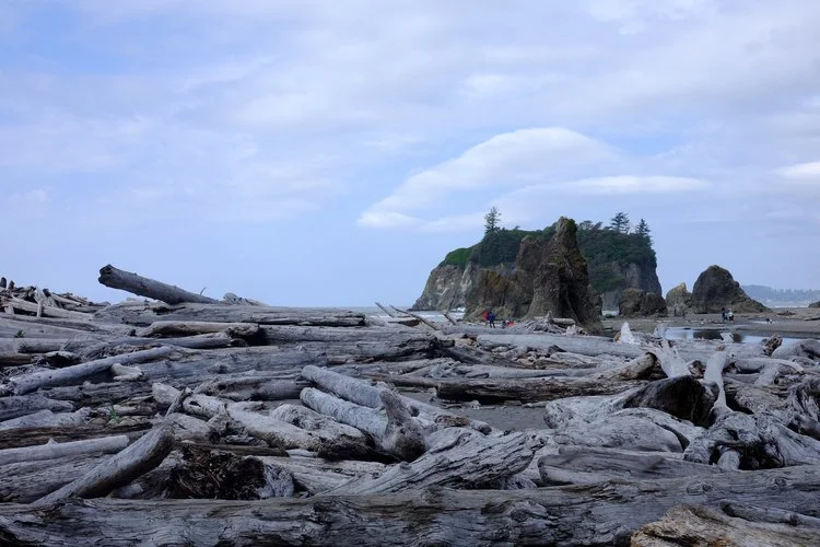 DD-driftwood-ruby-beach.jpeg