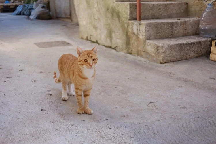 DD-vis-croatia-cat.jpeg