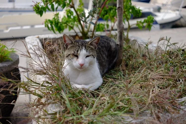 DD-podgora-croatia-cat.jpeg