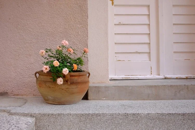 DD-podgora-croatia-flowers.jpeg