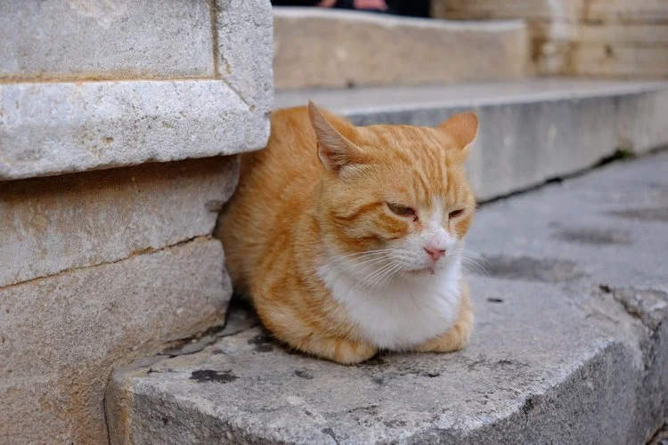 DD-dubrovnik-cat.jpeg
