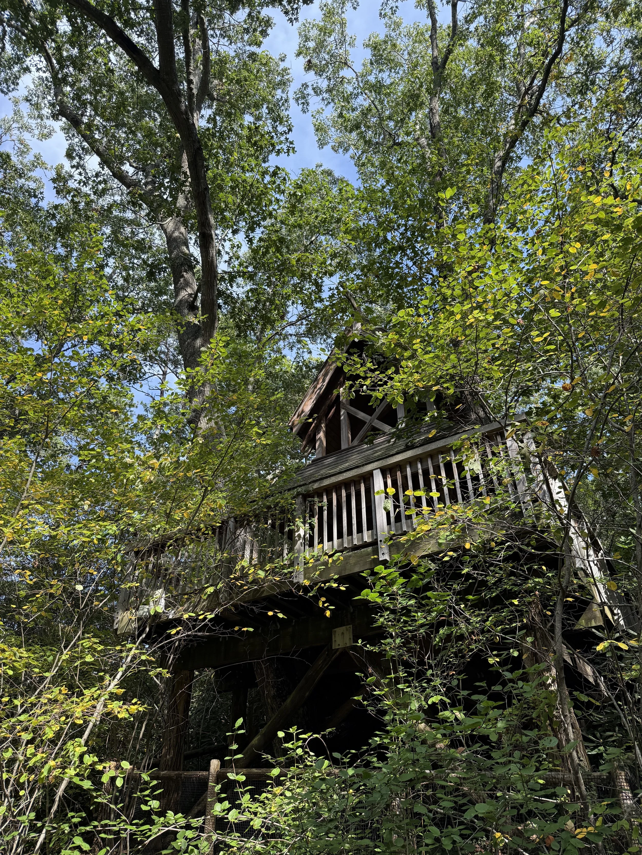 treehouse-at-hidden-hollow.jpg