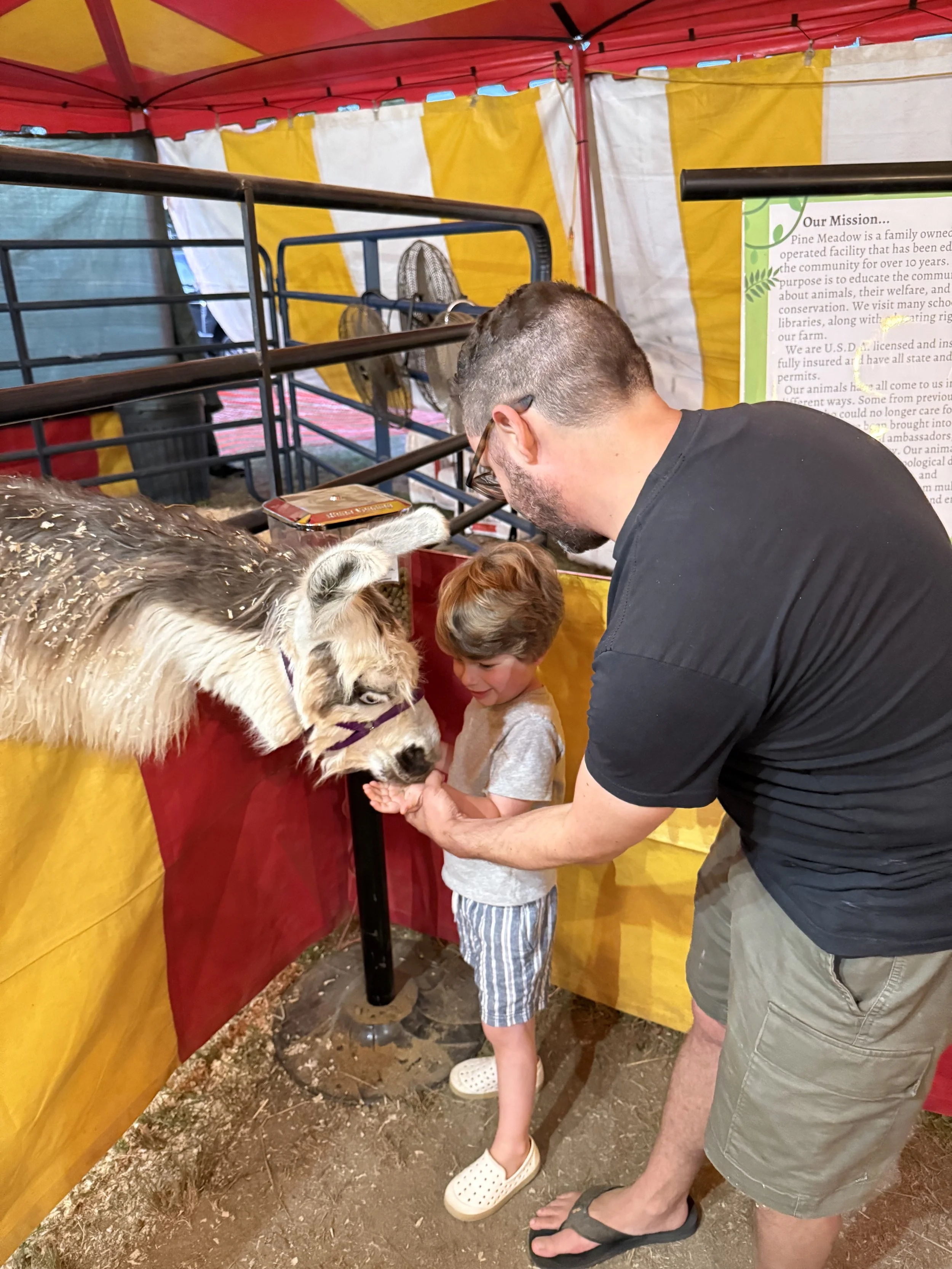 farm-animals-barnstable-county-fair.jpg