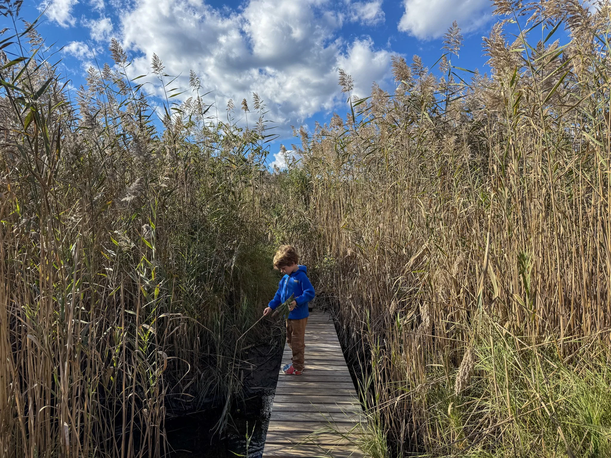 Little boy in a blue jacket pretend fishing surrounded by marsh grass at Crocker Neck Conservation Area in Cotuit on Cape Cod at