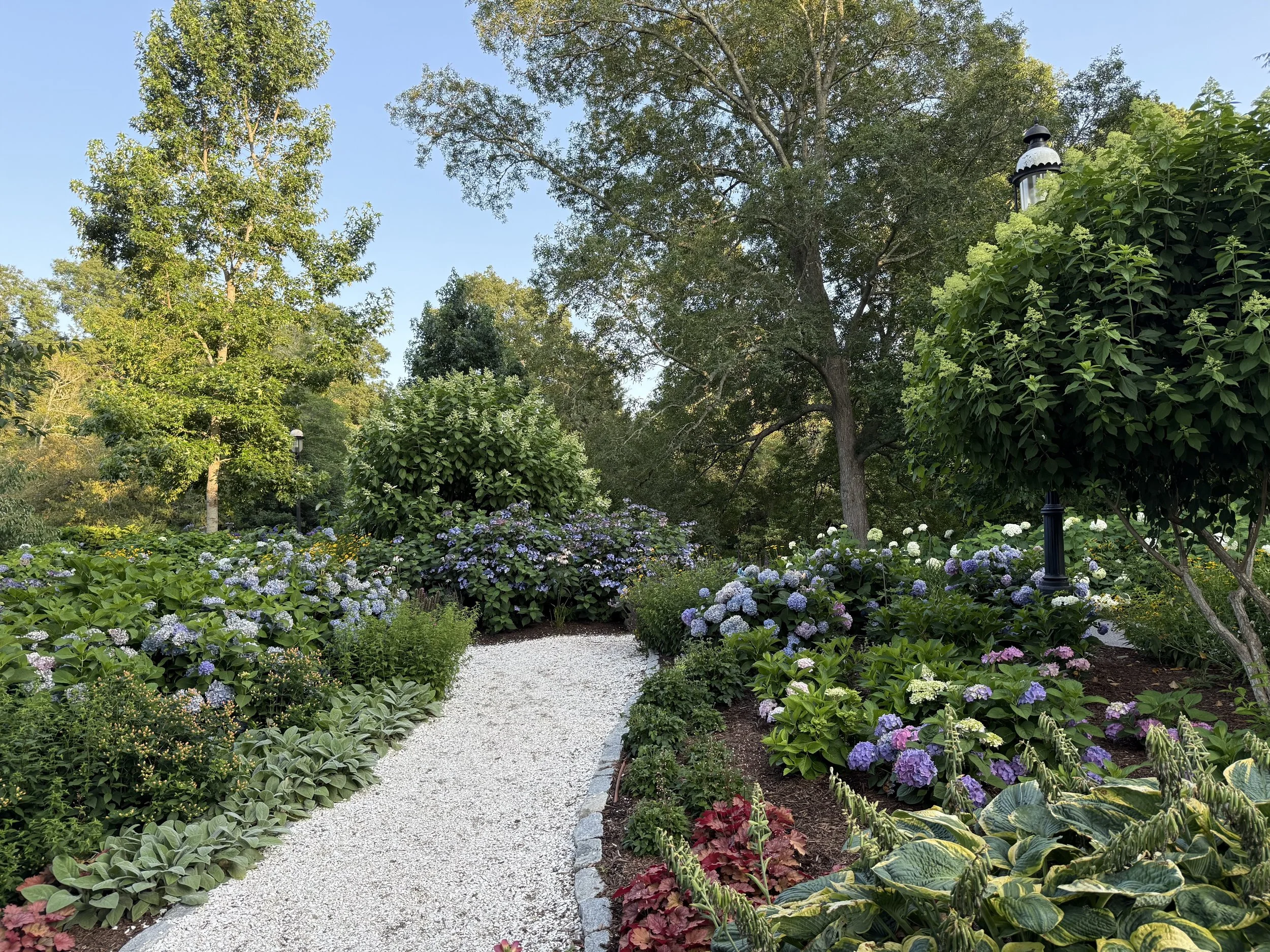 The blue hydrangeas in full bloom in one of the gardens at The Heritage Gardens in Sandwich, MA