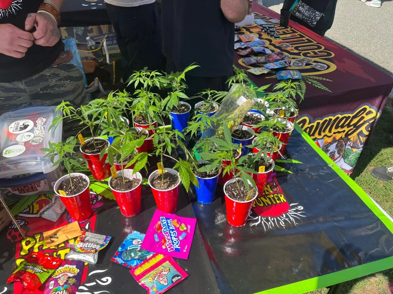 Home grown cannabis plant for sale at the 33rd annual Boston Freedom Rally 2022