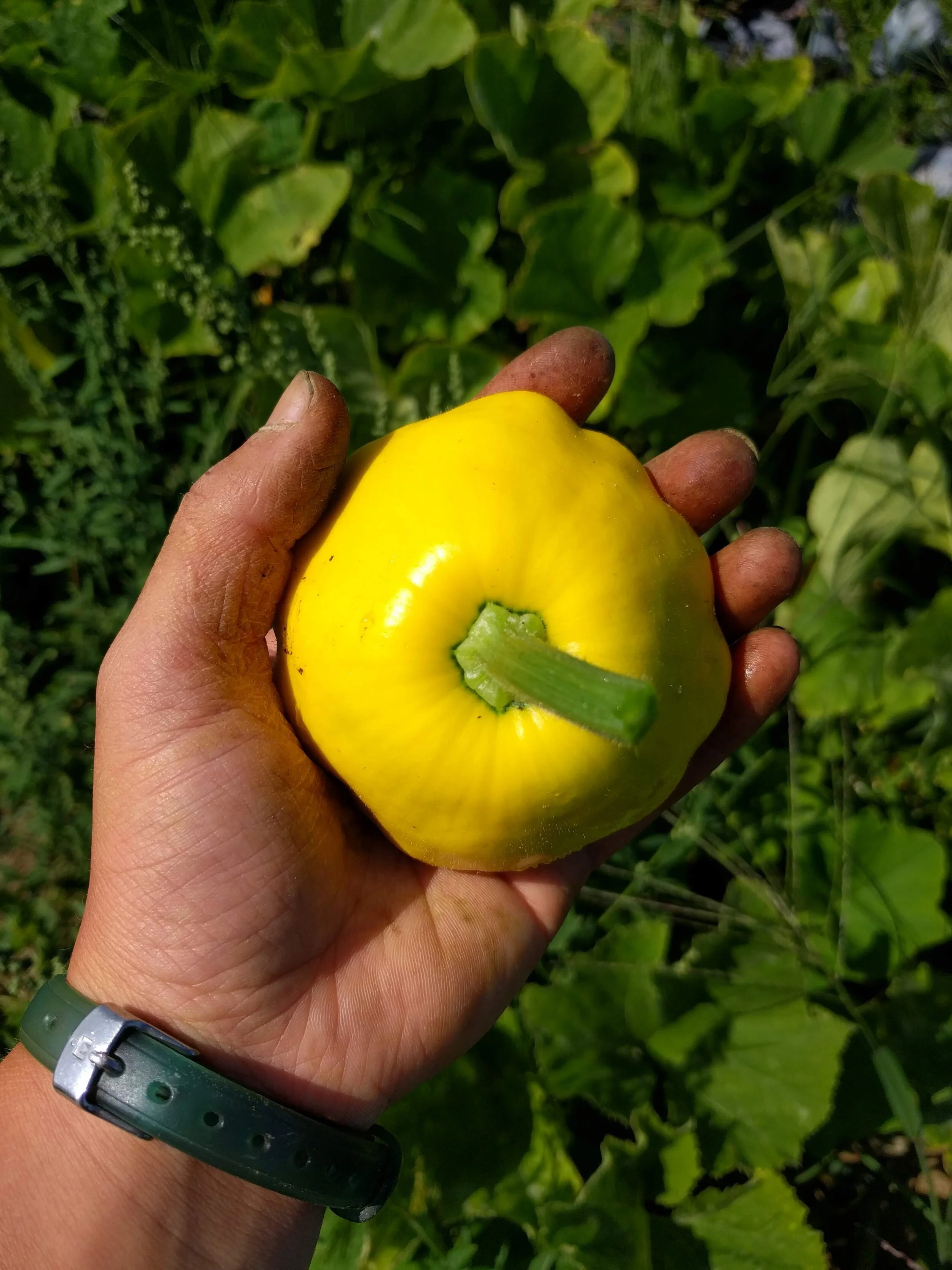 Climate Justice and Food Sovereignty by Hallie Arno