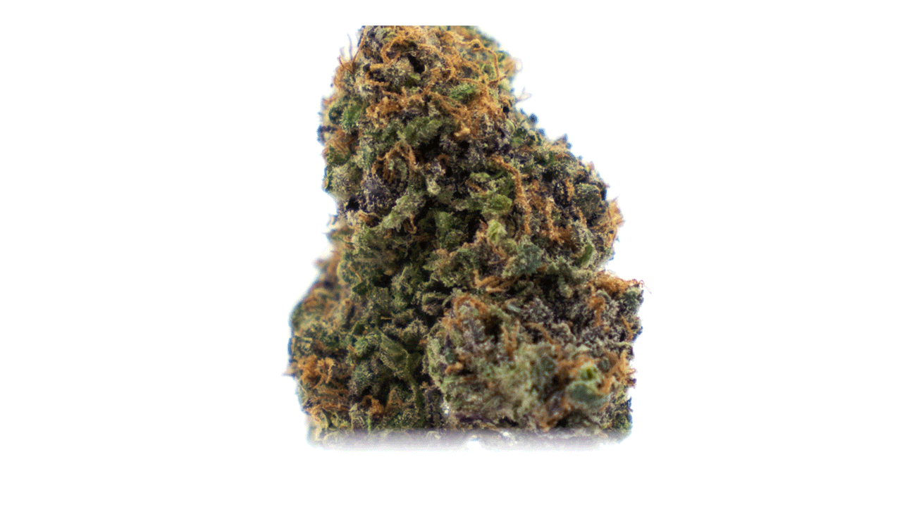 Bud_V3.gif