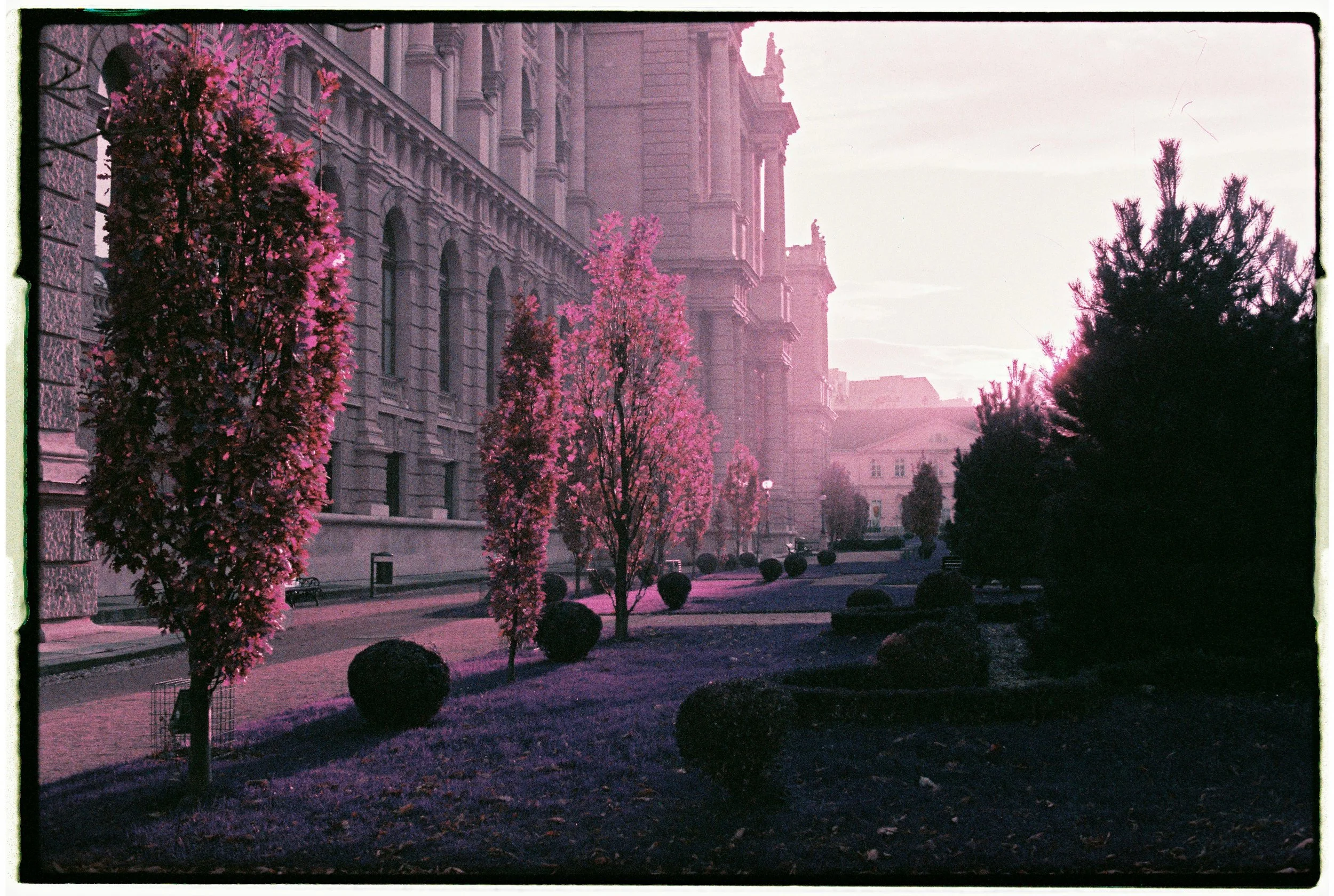 The 3 Analog Films I Always Come Back To: Lomochrome Purple, Kodak Portra 400 &amp; Ilford HP5 Plus