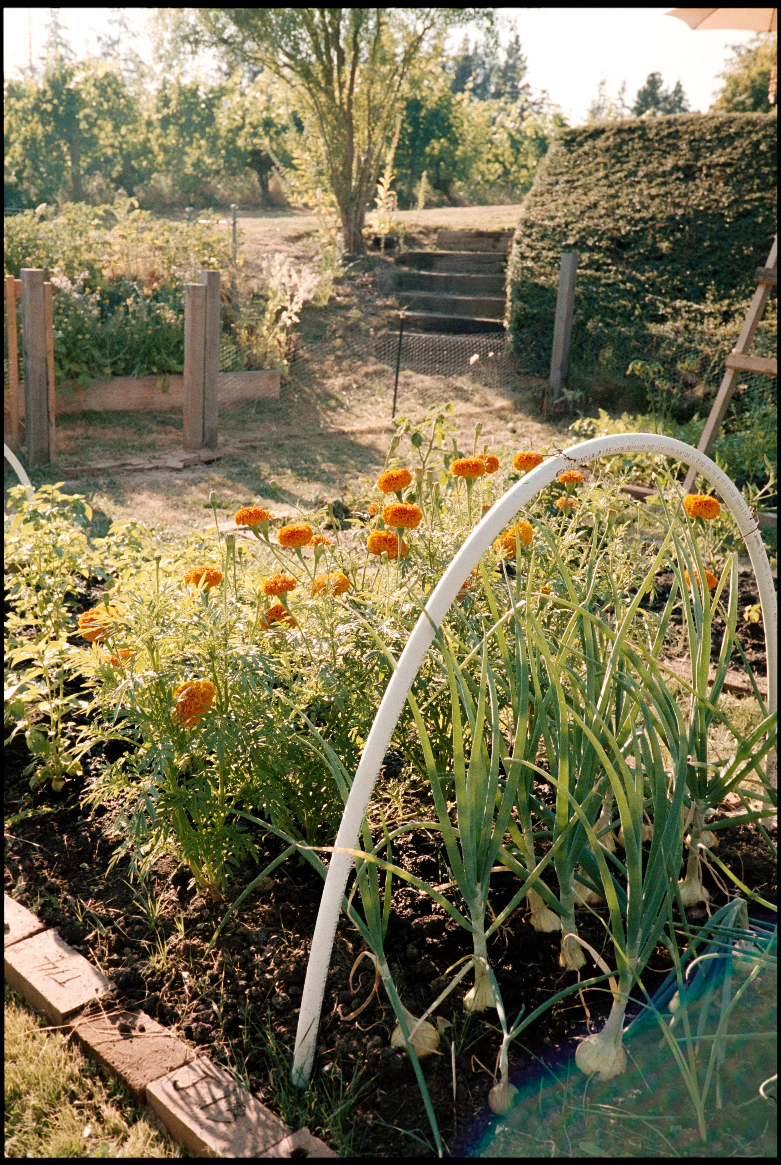 sostasummer24_hannahshea-28 (1).jpg