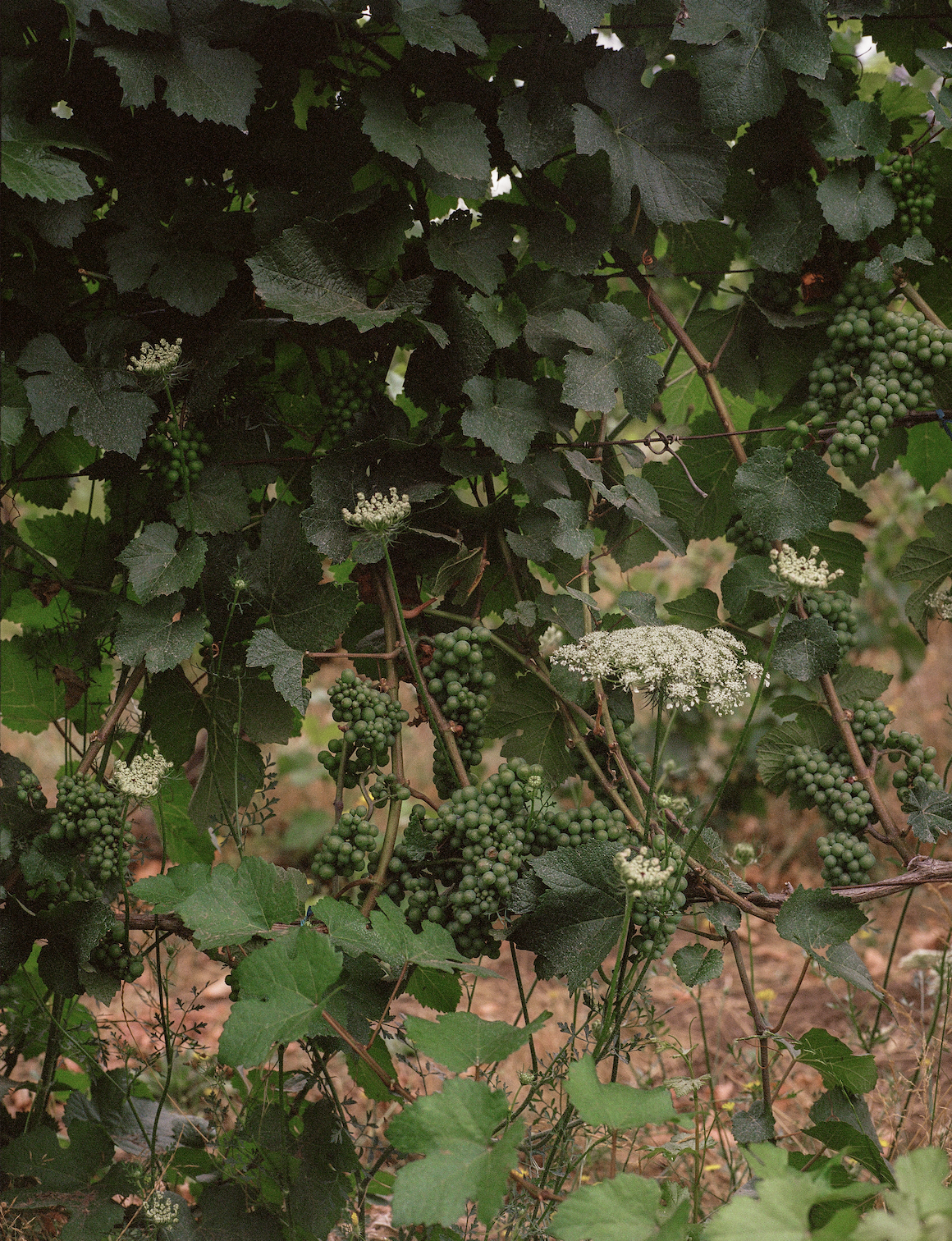 Screenshot 2026-02-09 at 11.34.00 AM.png