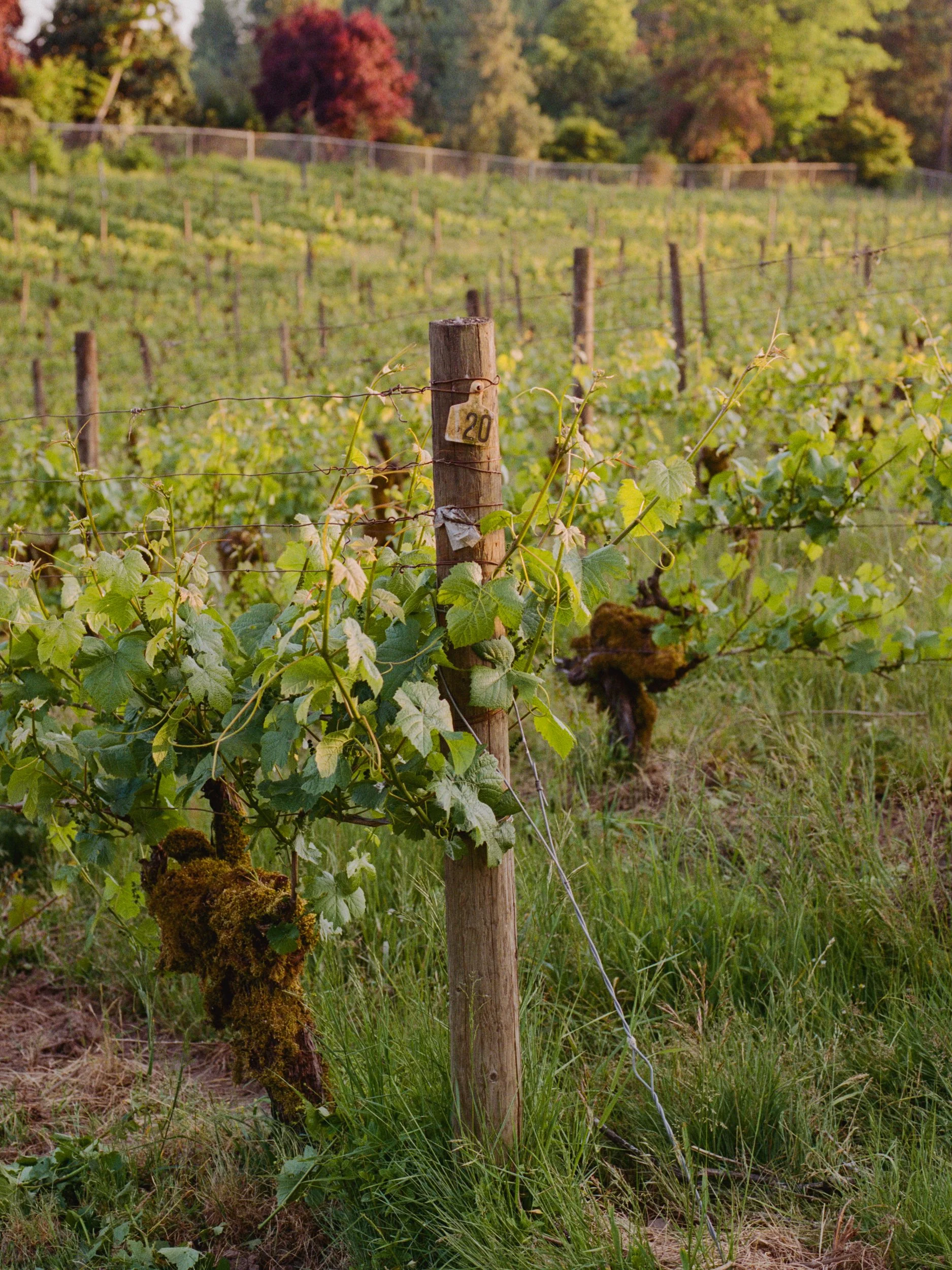 Sosta House - KevinHorstmann-6568-05.jpg