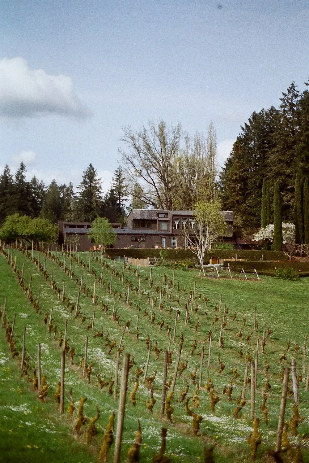 SOSTA AND VINEYARD (1).jpg