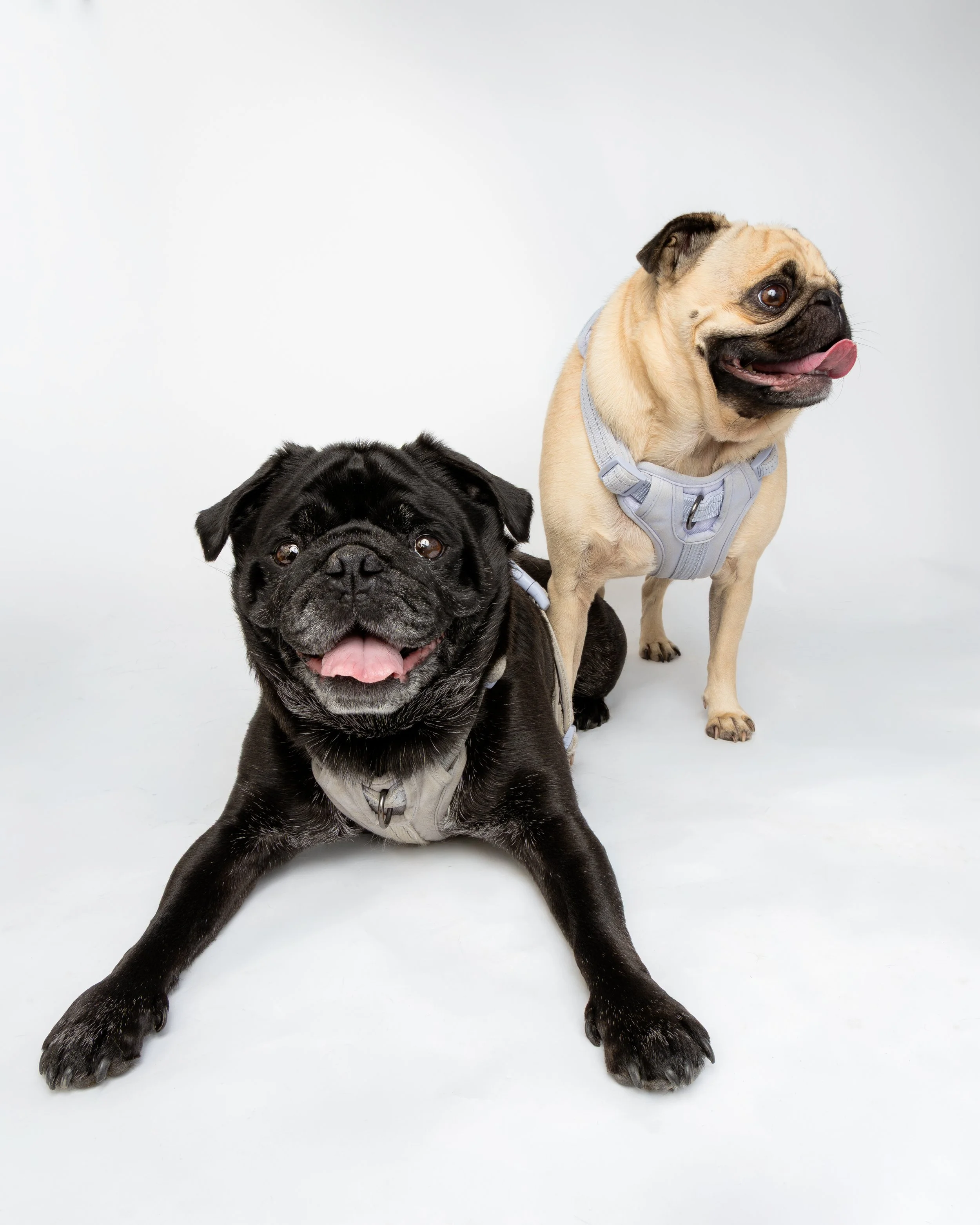 best-dog-photographer-Connecticut-New London County-Groton-Waterford-Chester-Coventry-Mystic-Old Lyme-Niantic-Stonington-Albany Raquel