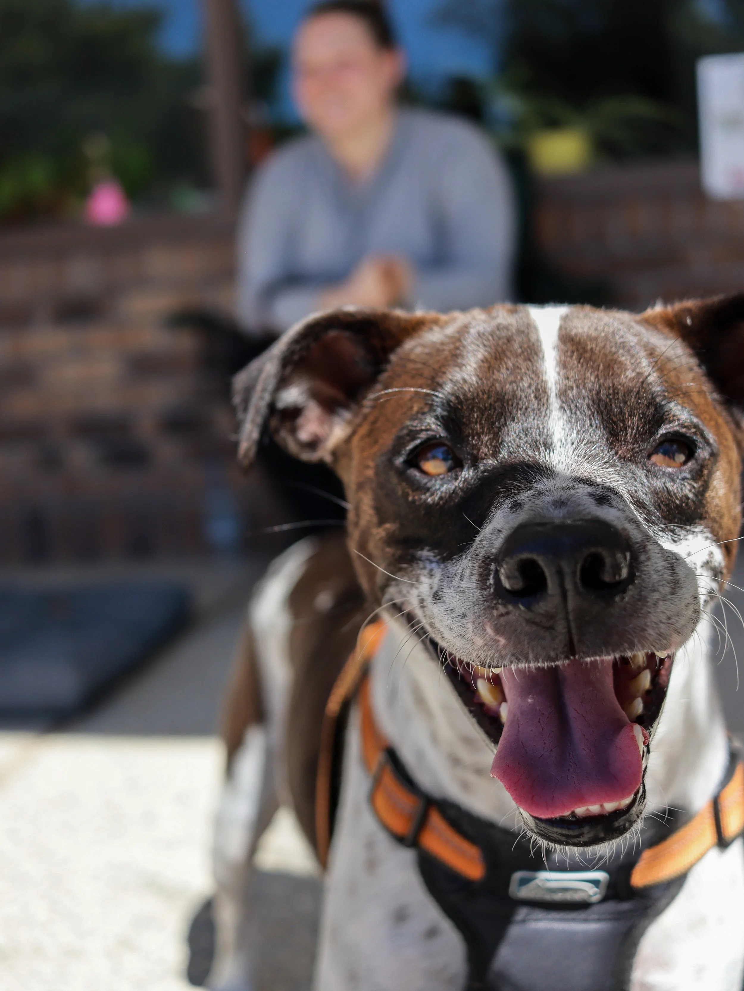 Non-Profit Org (Animal Rescue)