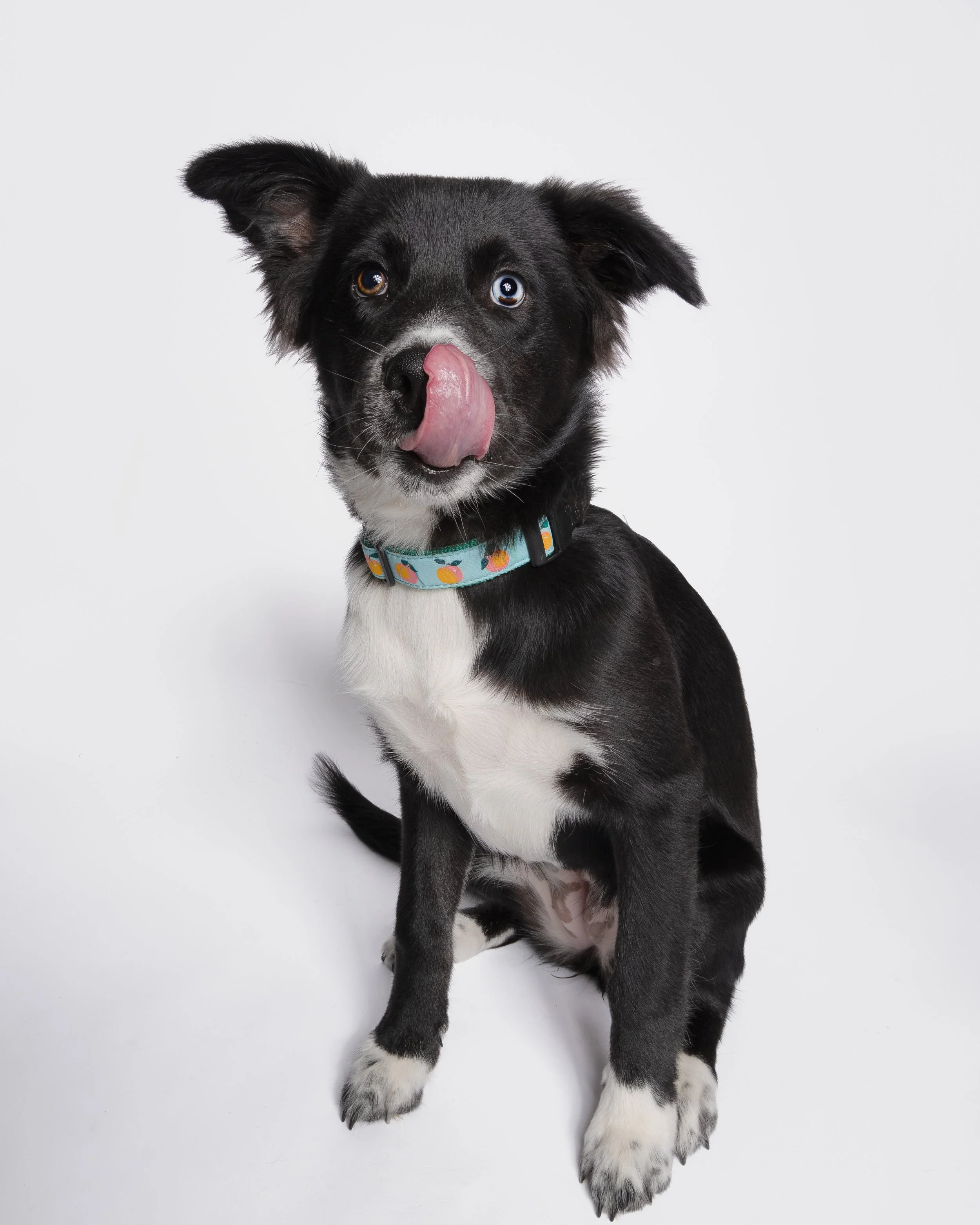 best-dog-photographer-Connecticut-New London County-Groton-Waterford-Chester-Coventry-Mystic-Old Lyme-Niantic-Stonington-Albany Raquel