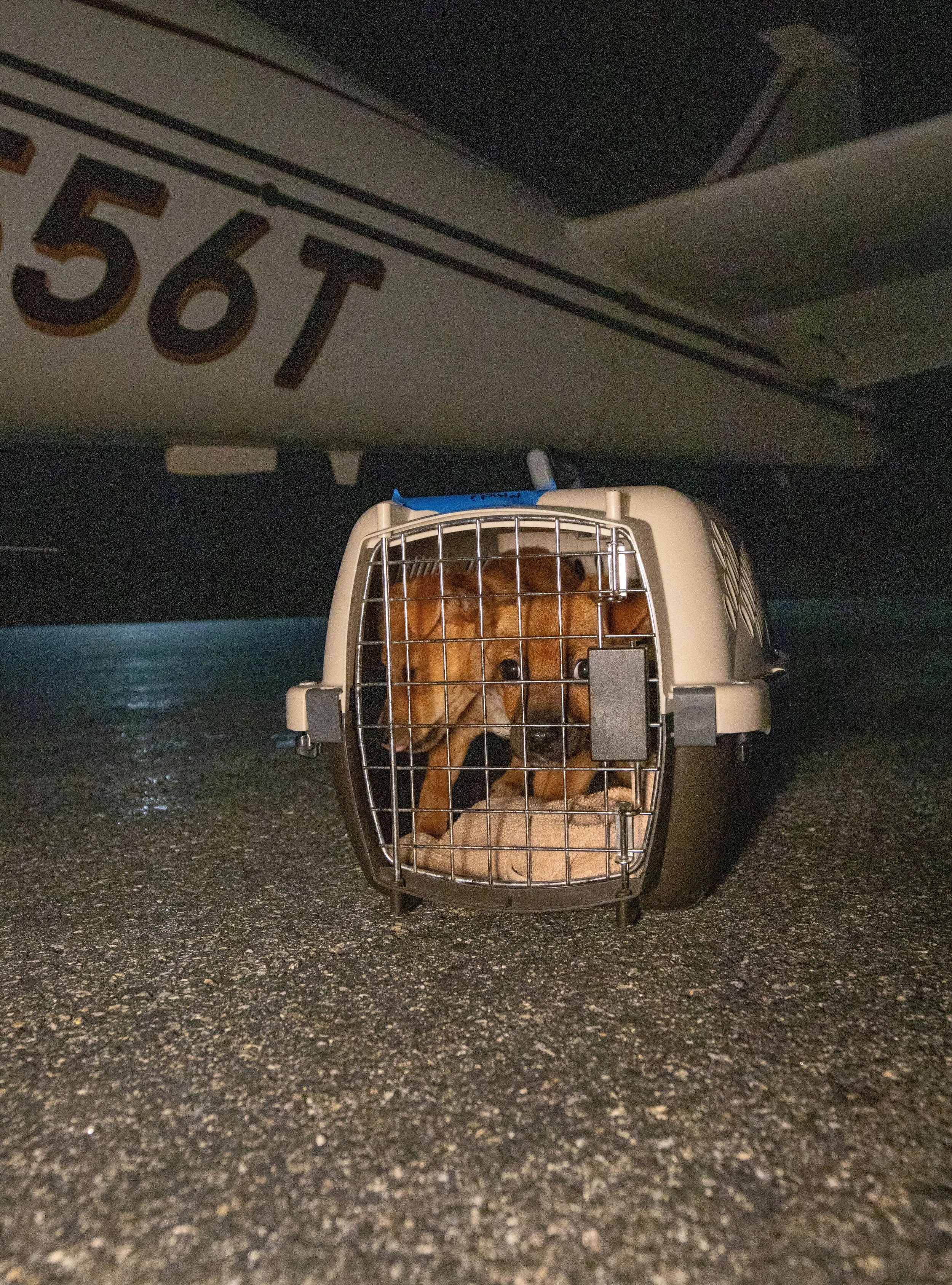 WOFAR dog rescue.jpg