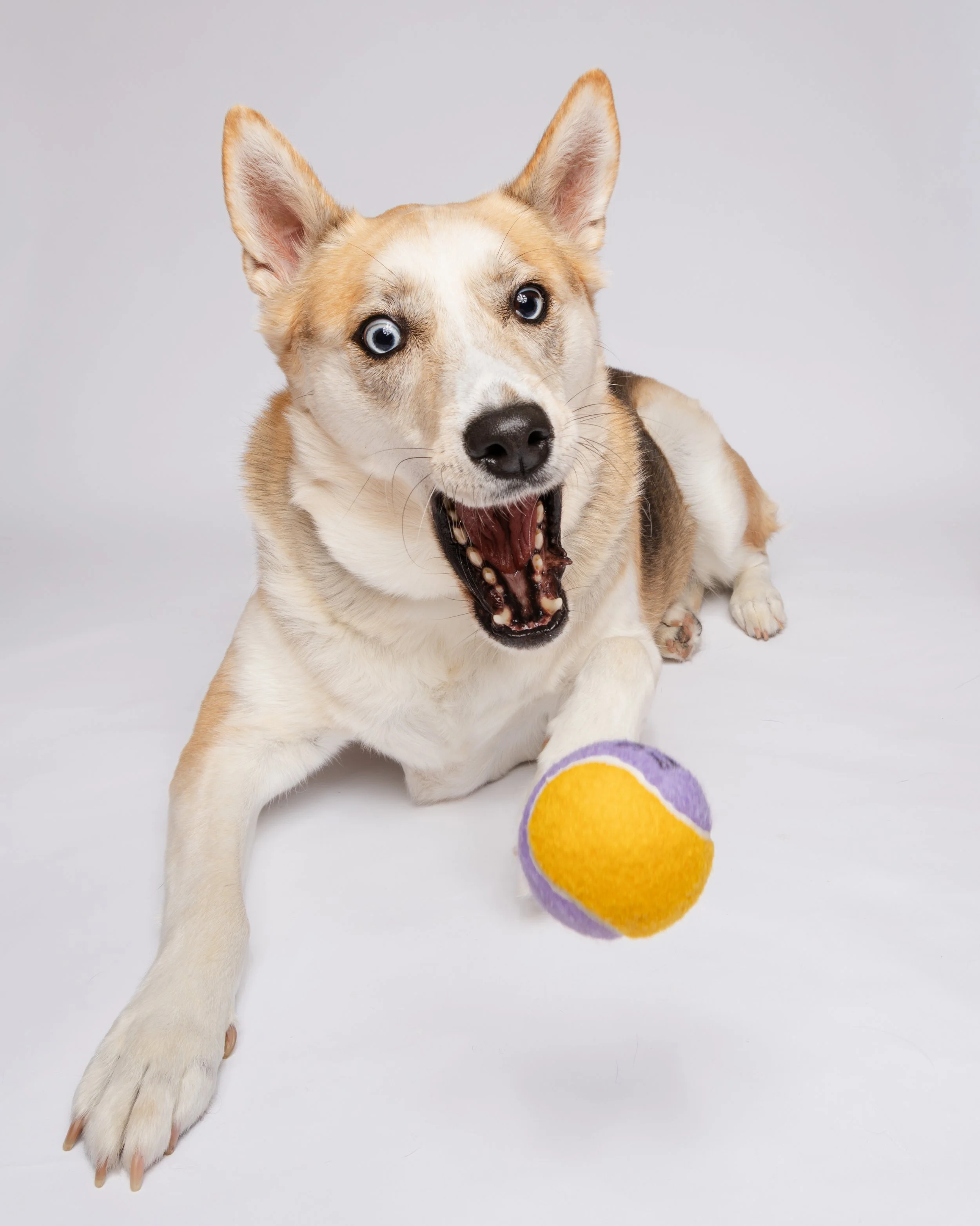 husky-best-dog-photographer-Connecticut-New London County-Groton-Waterford-Chester-Coventry-Mystic-Old Lyme-Niantic-Stonington-Albany Raquel