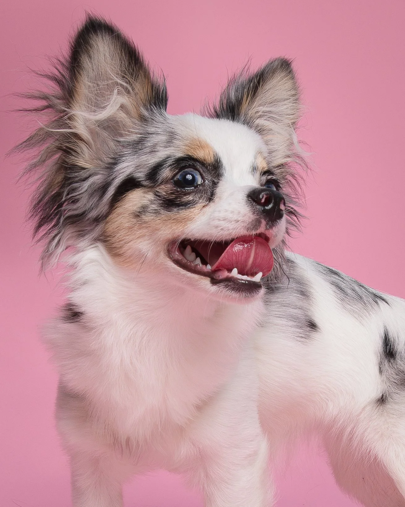 best-dog-photographer-Connecticut-New London County-Groton-Waterford-Chester-Coventry-Mystic-Old Lyme-Niantic-Stonington-Albany Raquel-portrait-photography-rescue dog-professional-pink