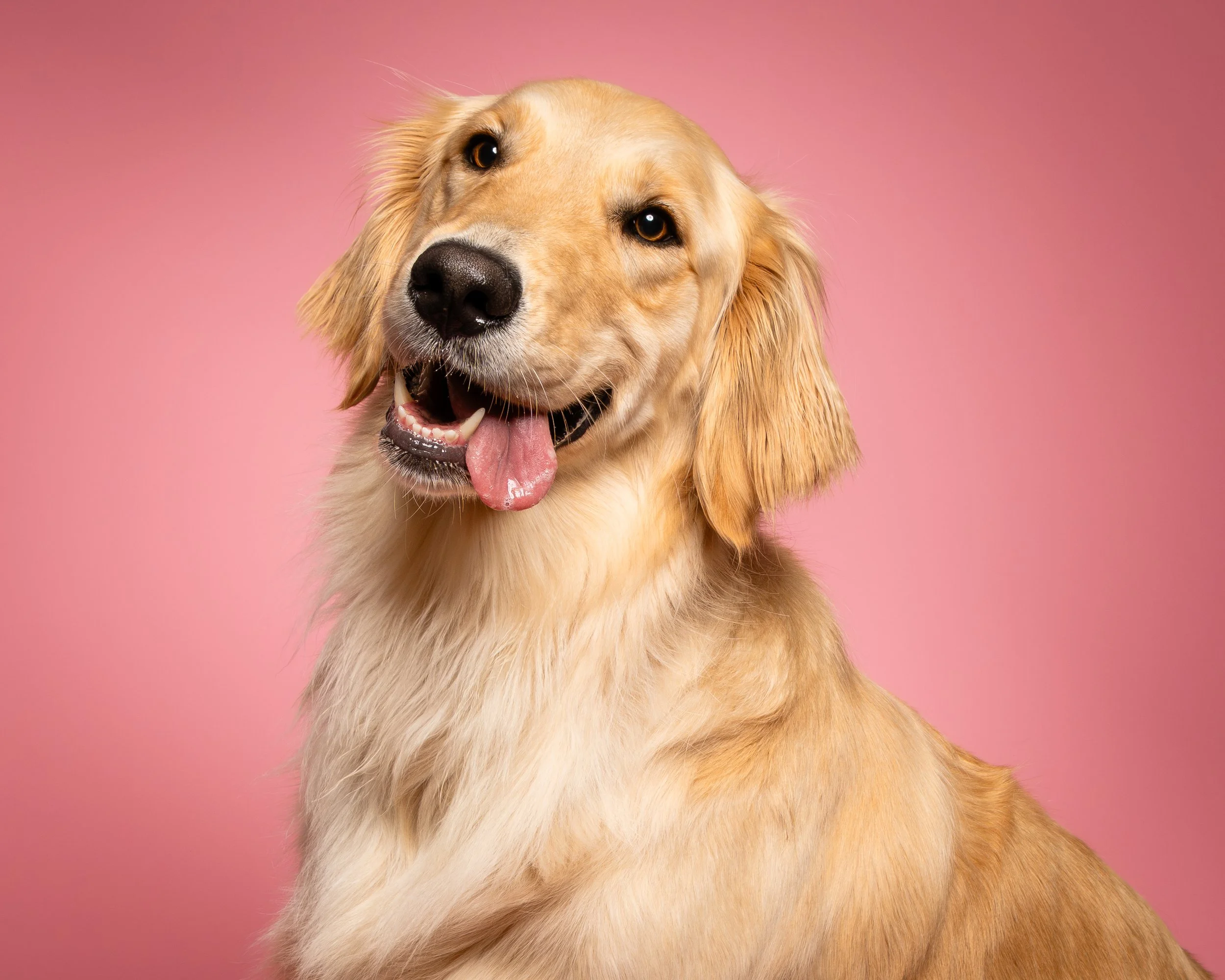 best-dog-photographer-Connecticut-New London County-Groton-Waterford-Chester-Coventry-Mystic-Old Lyme-Niantic-Stonington-Albany Raquel-portrait-photography-rescue dog-professional-pink dog-golden retriever 